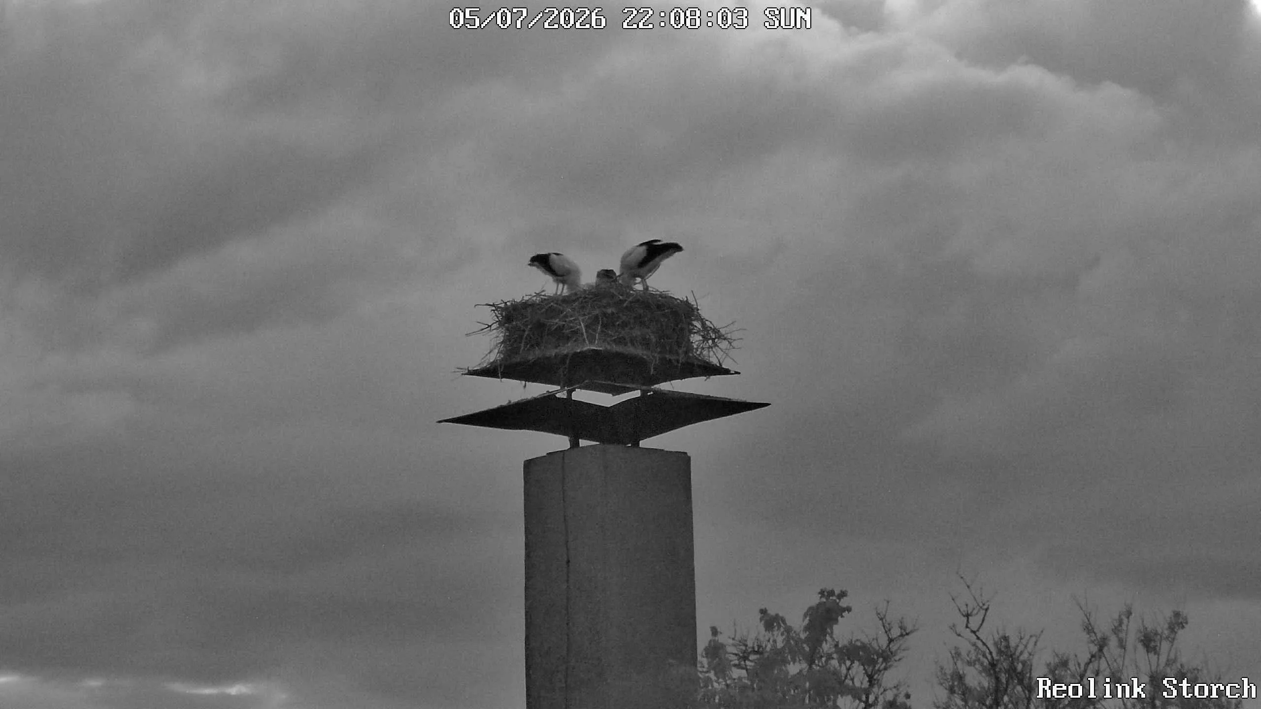 Storchencam Bild