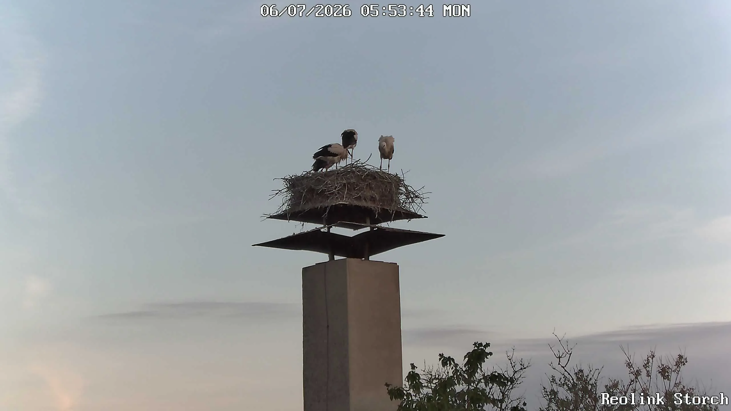 Storchencam Bild