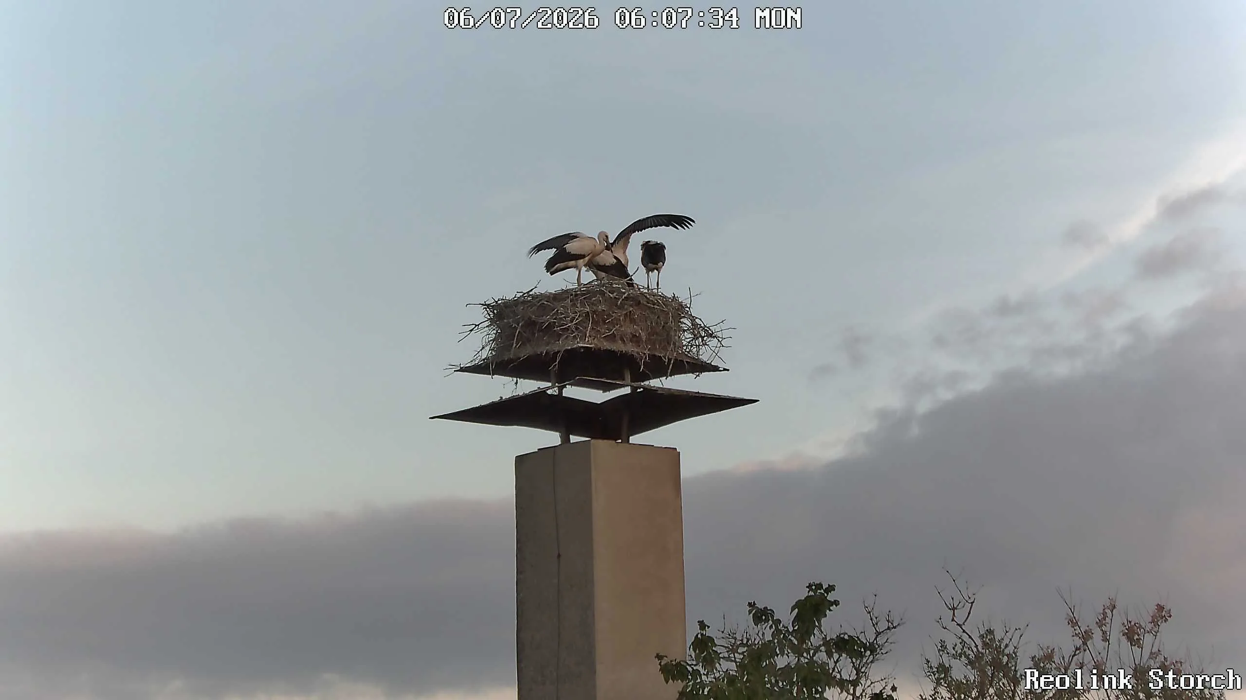 Storchencam Bild