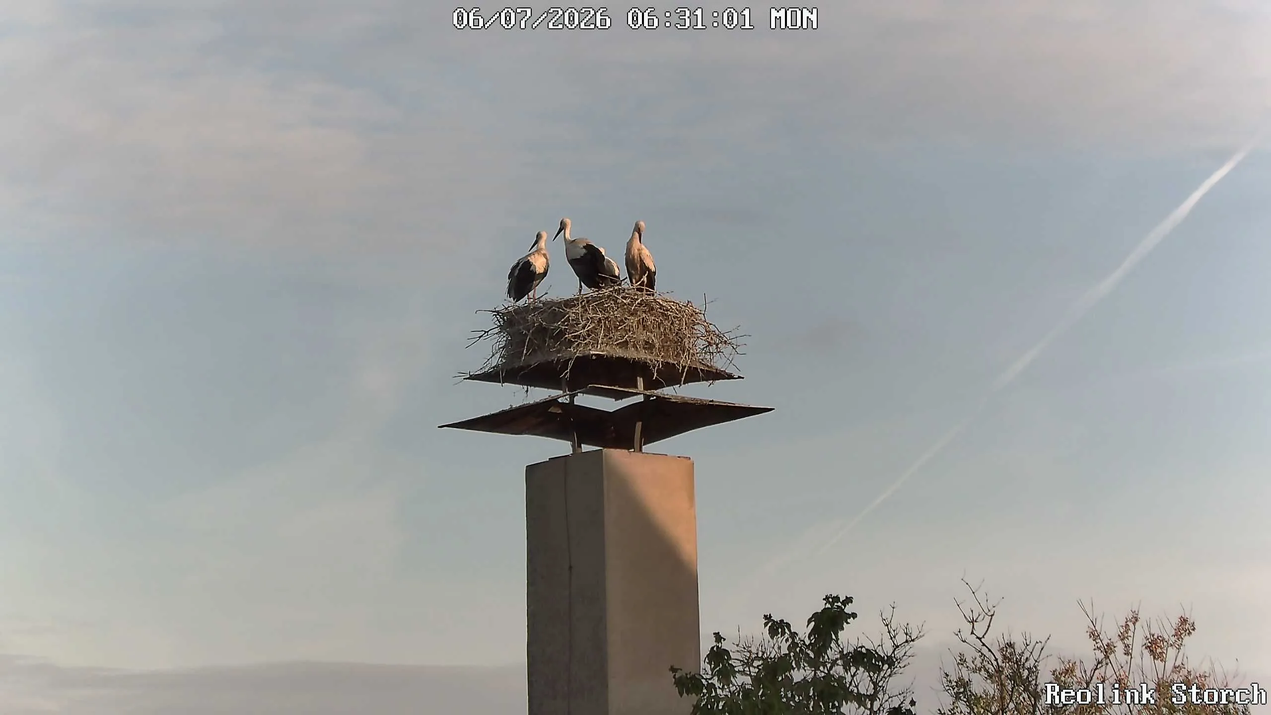 Storchencam Bild