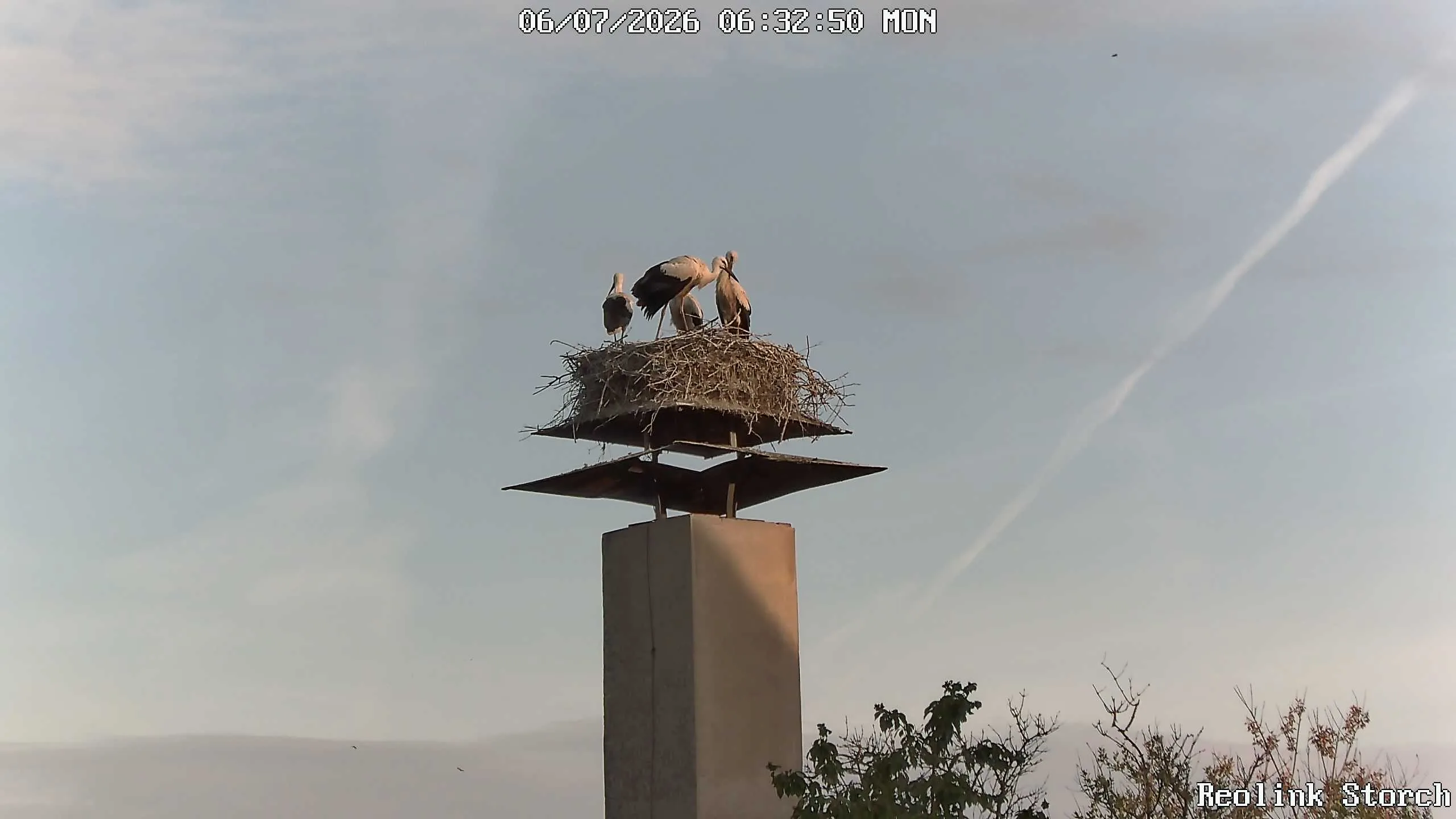 Storchencam Bild
