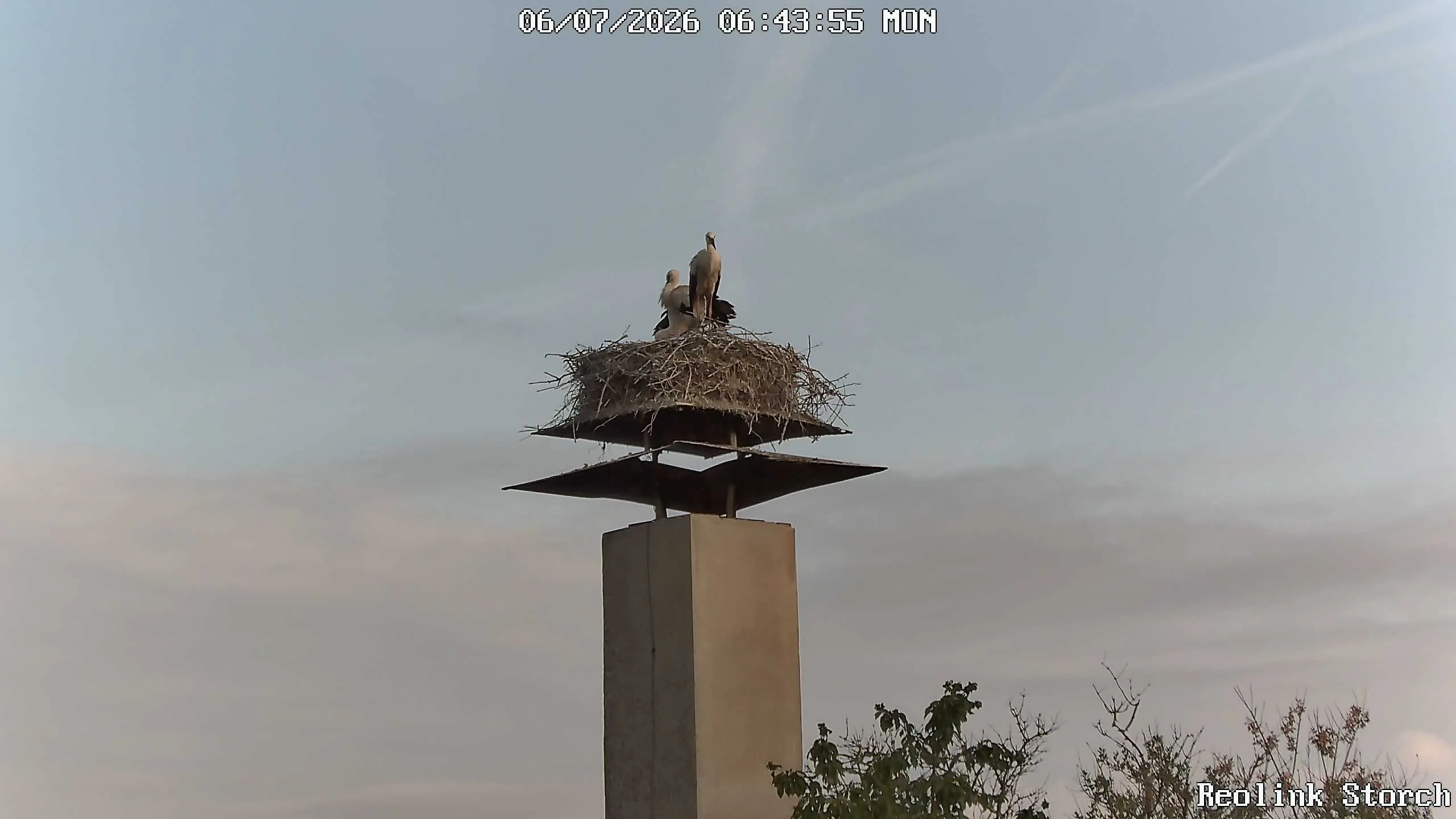 Storchencam Bild