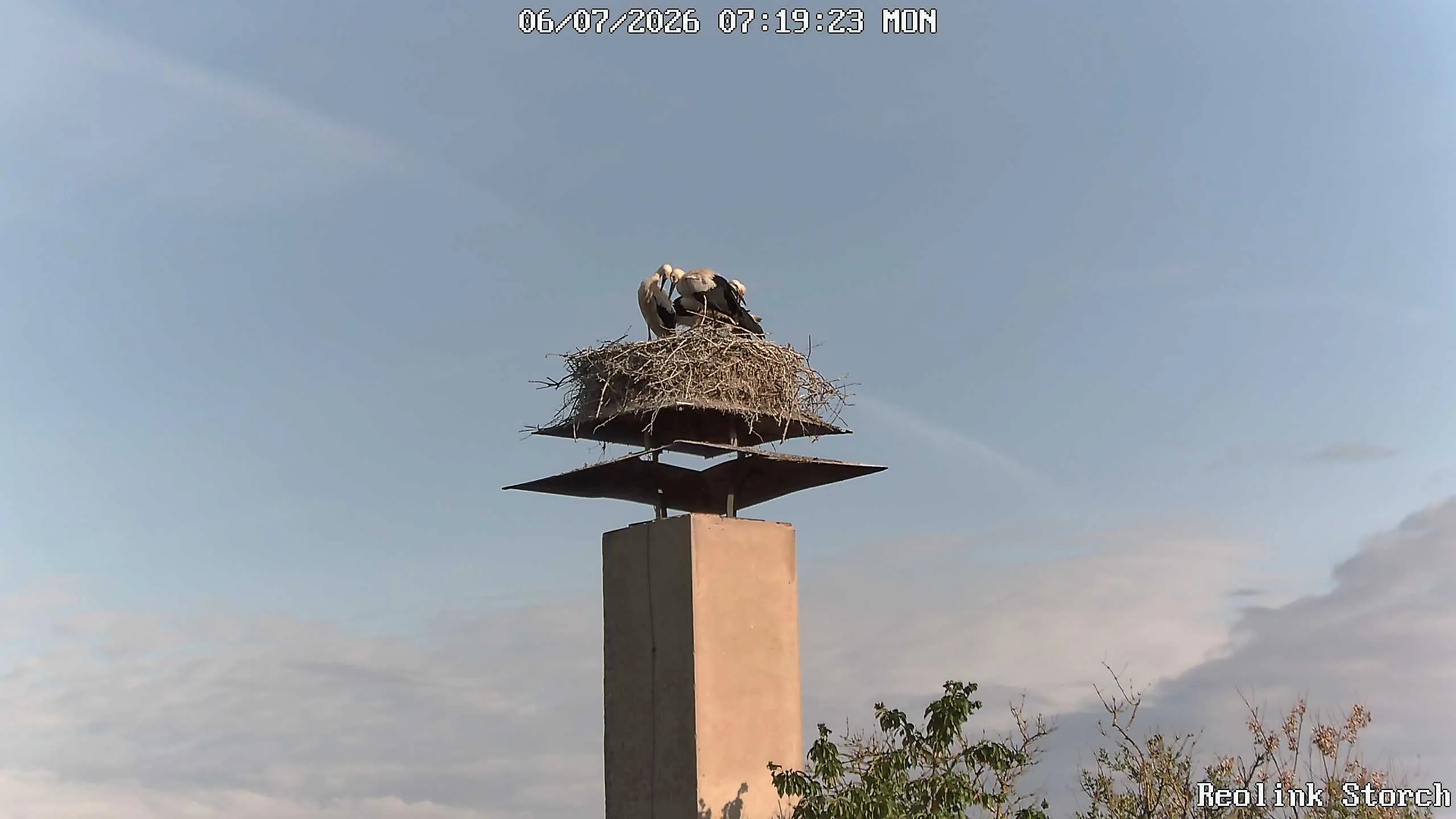 Storchencam Bild