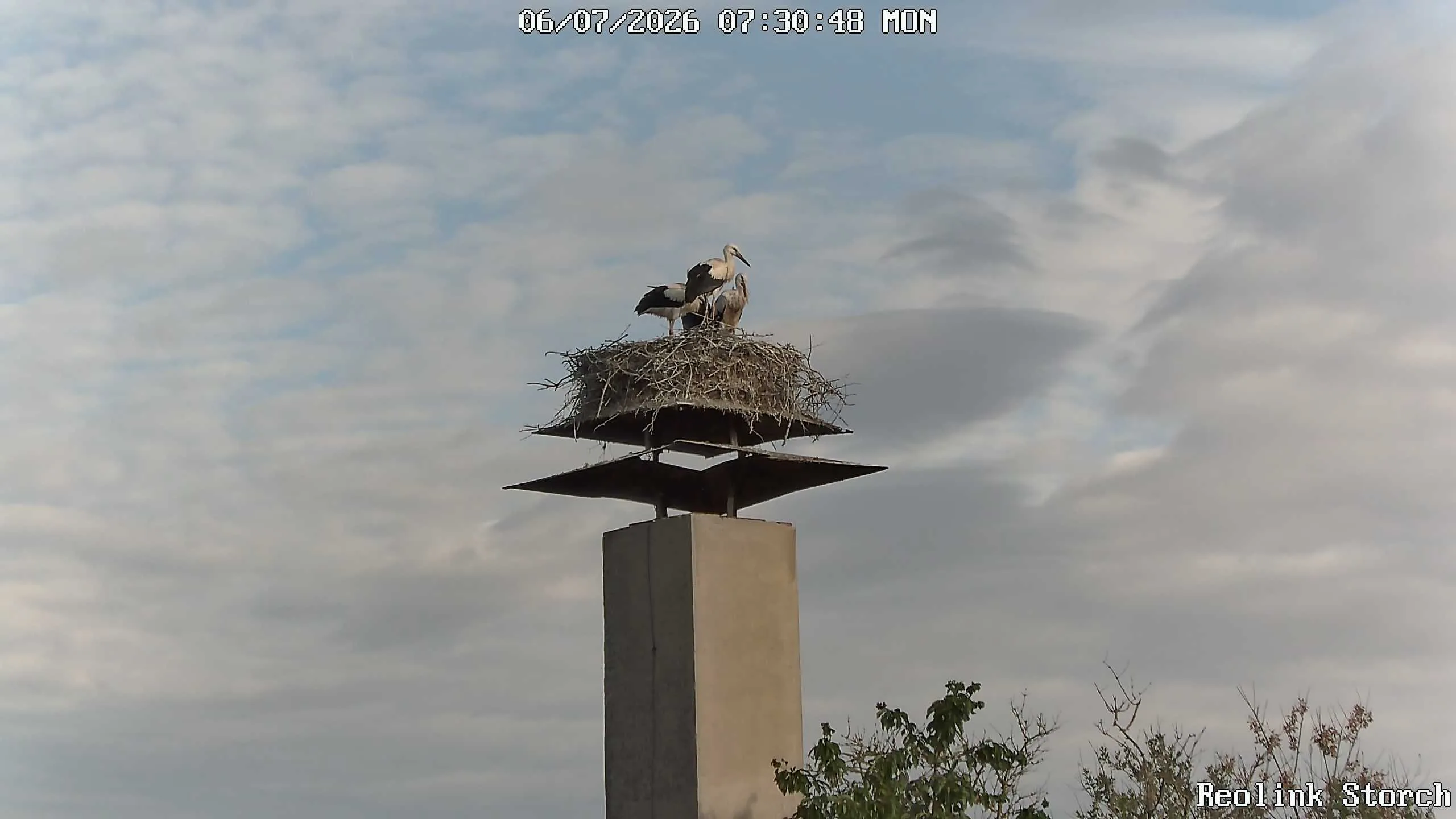 Storchencam Bild