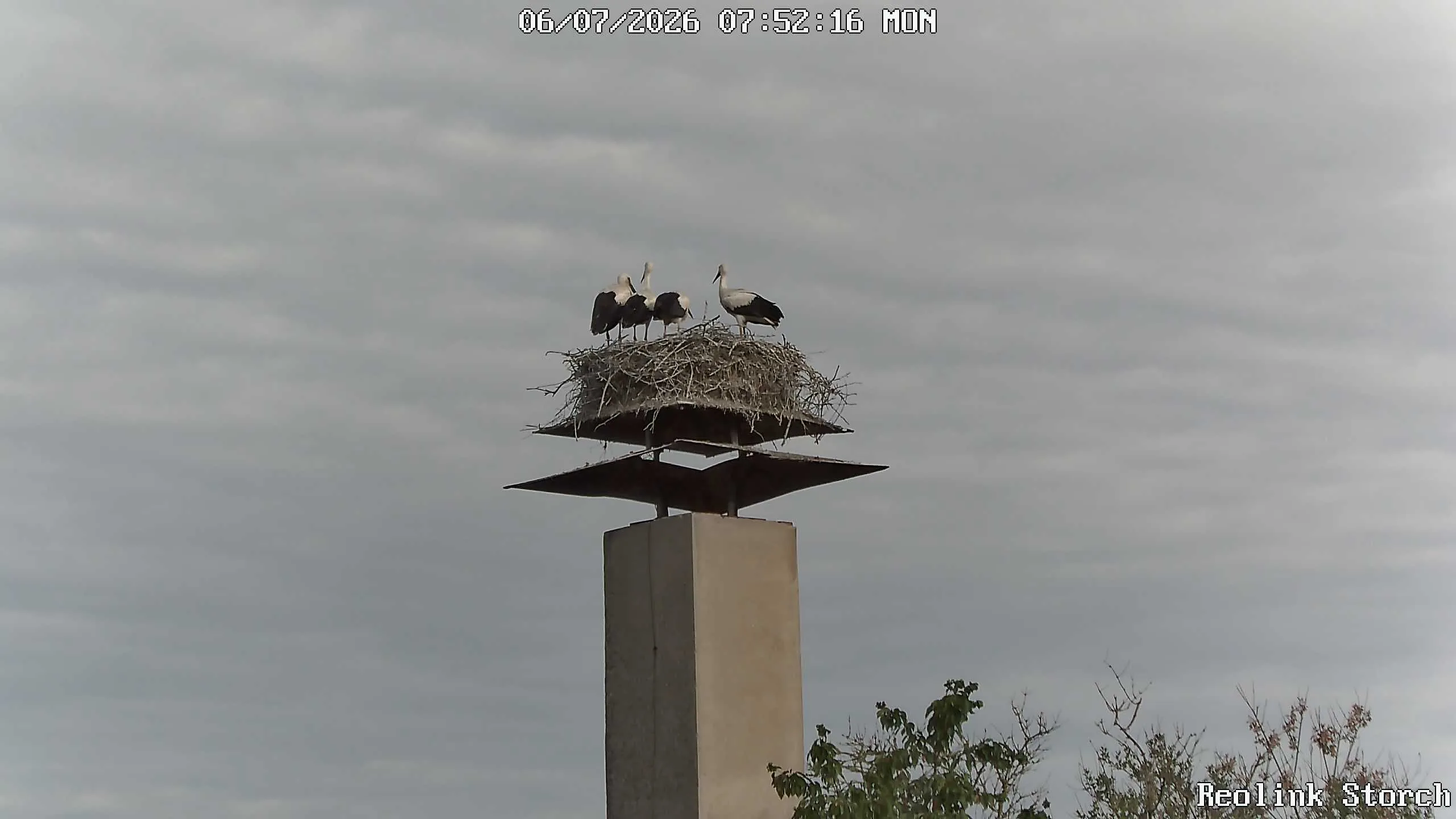 Storchencam Bild