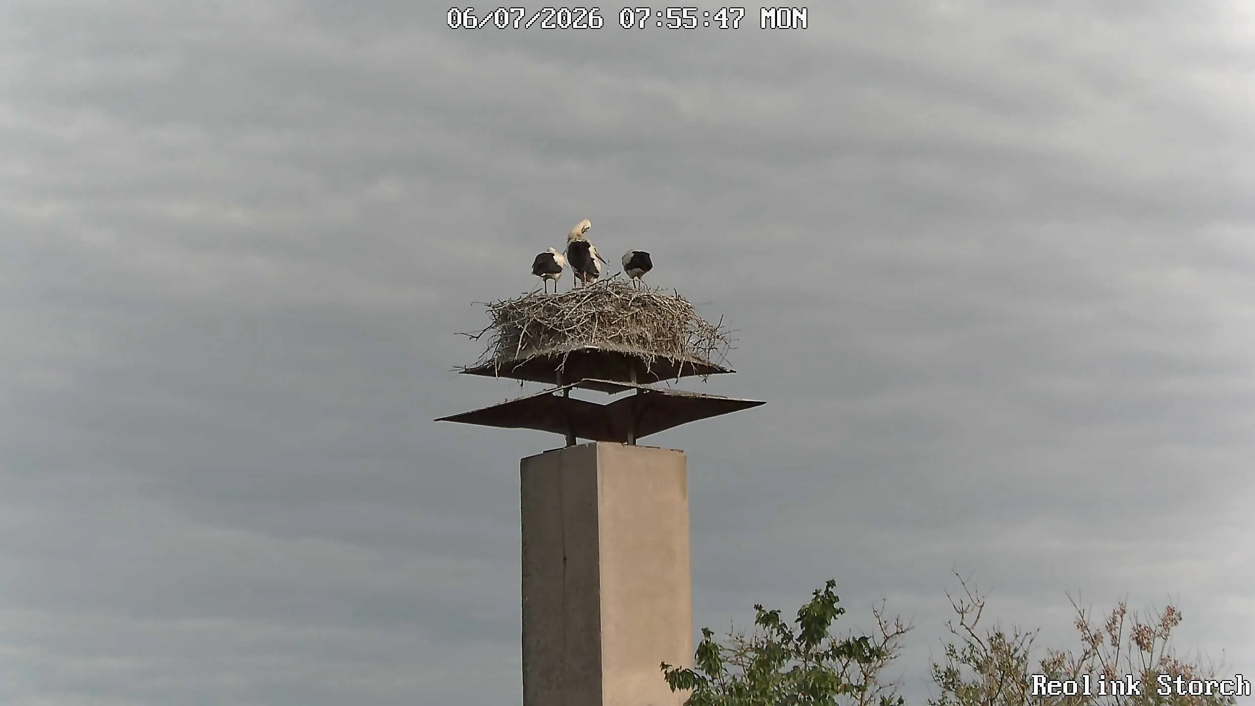 Storchencam Bild