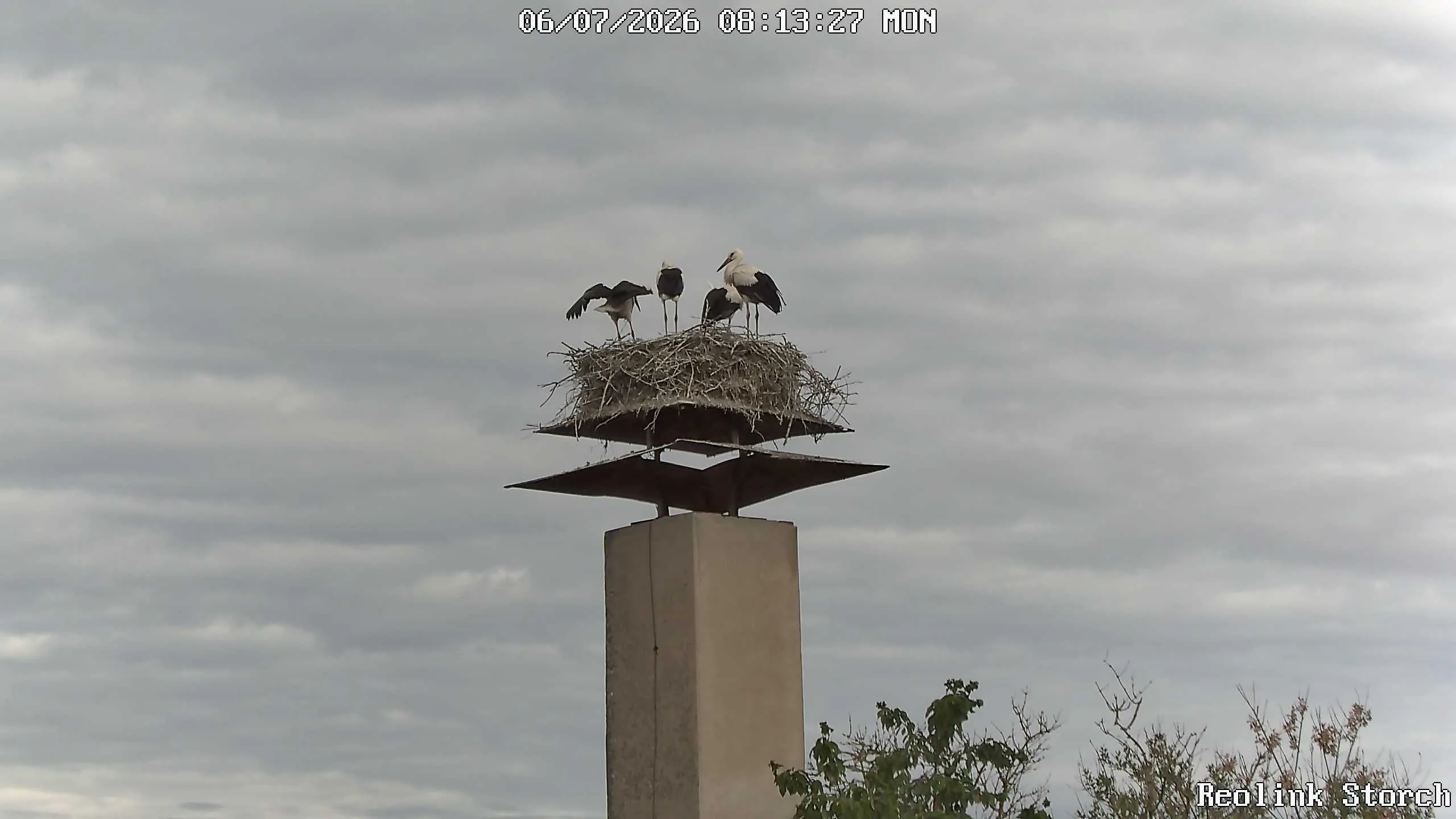 Storchencam Bild
