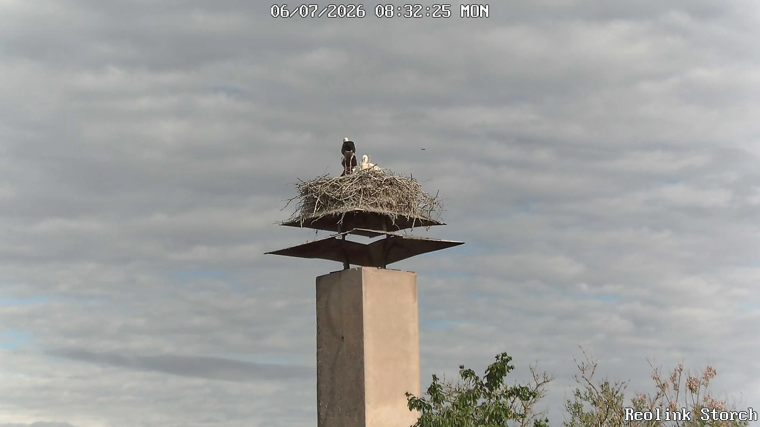 Storchencam Bild