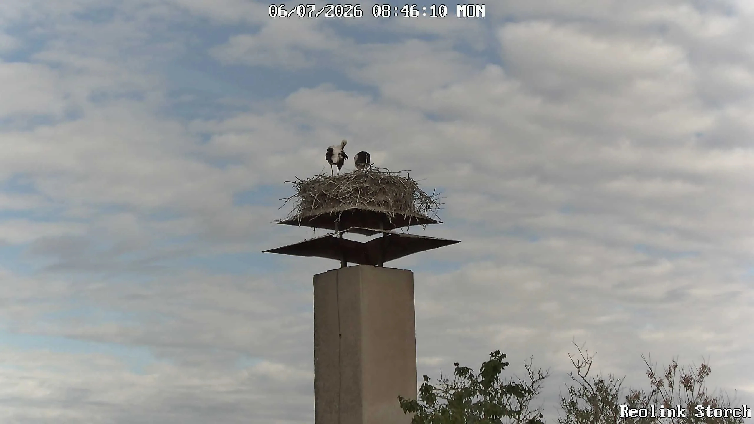 Storchencam Bild