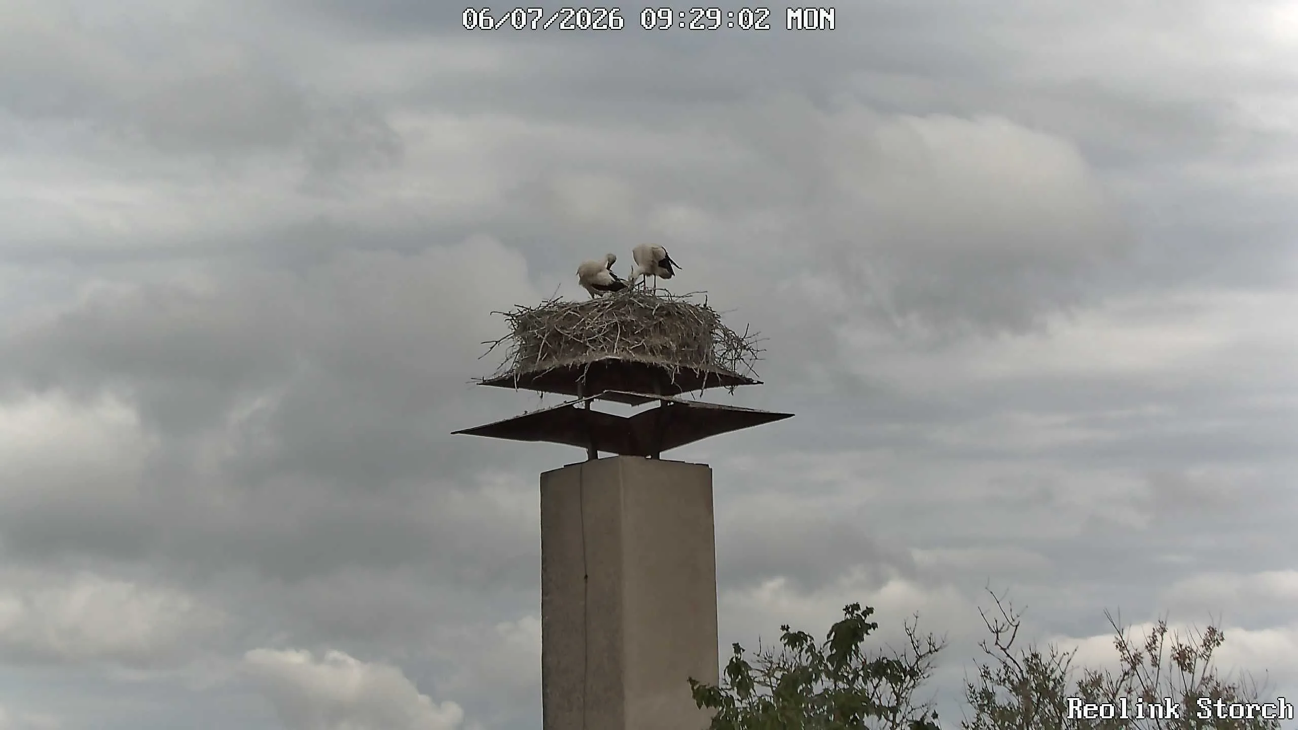 Storchencam Bild