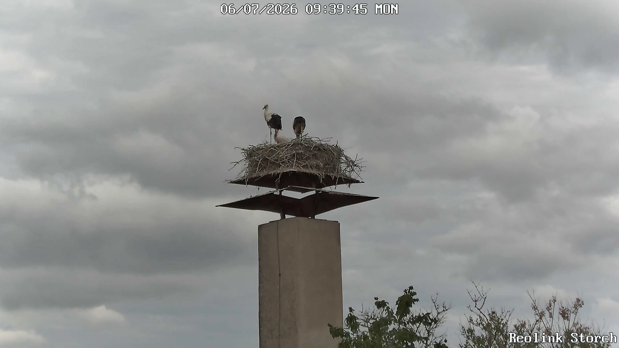 Storchencam Bild