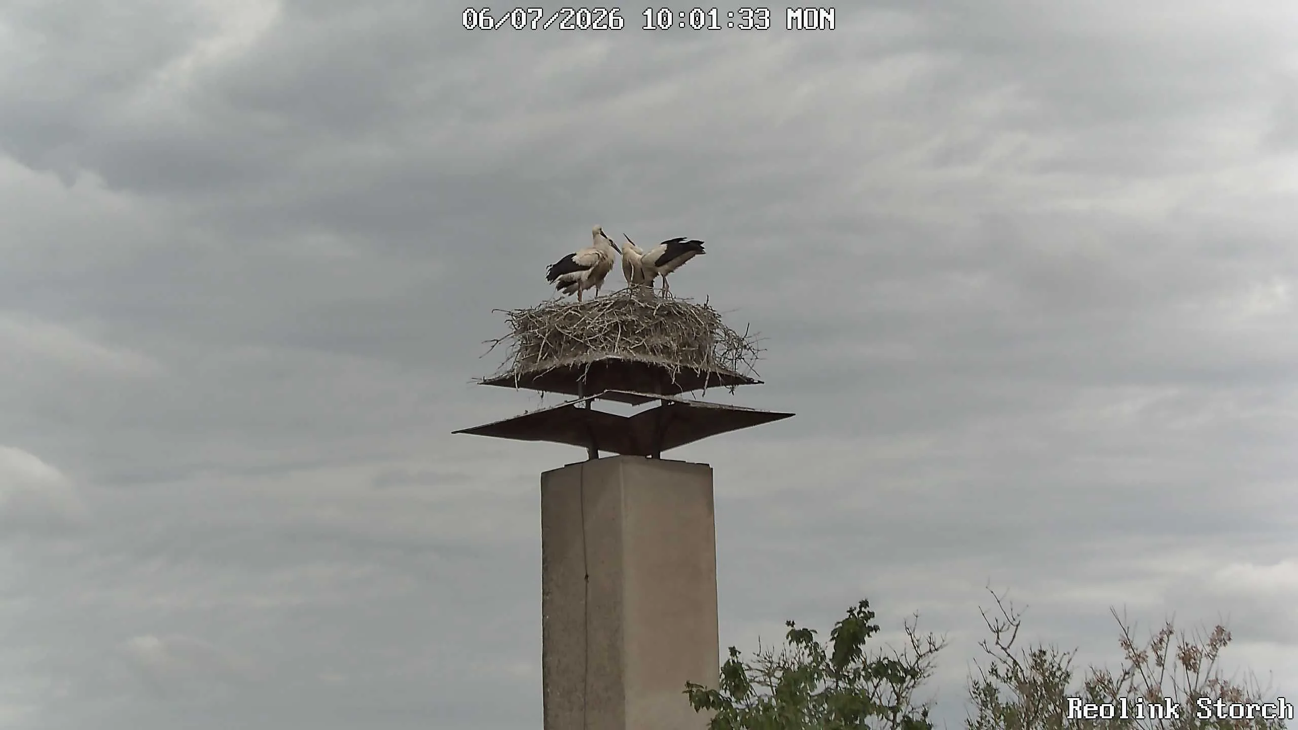 Storchencam Bild