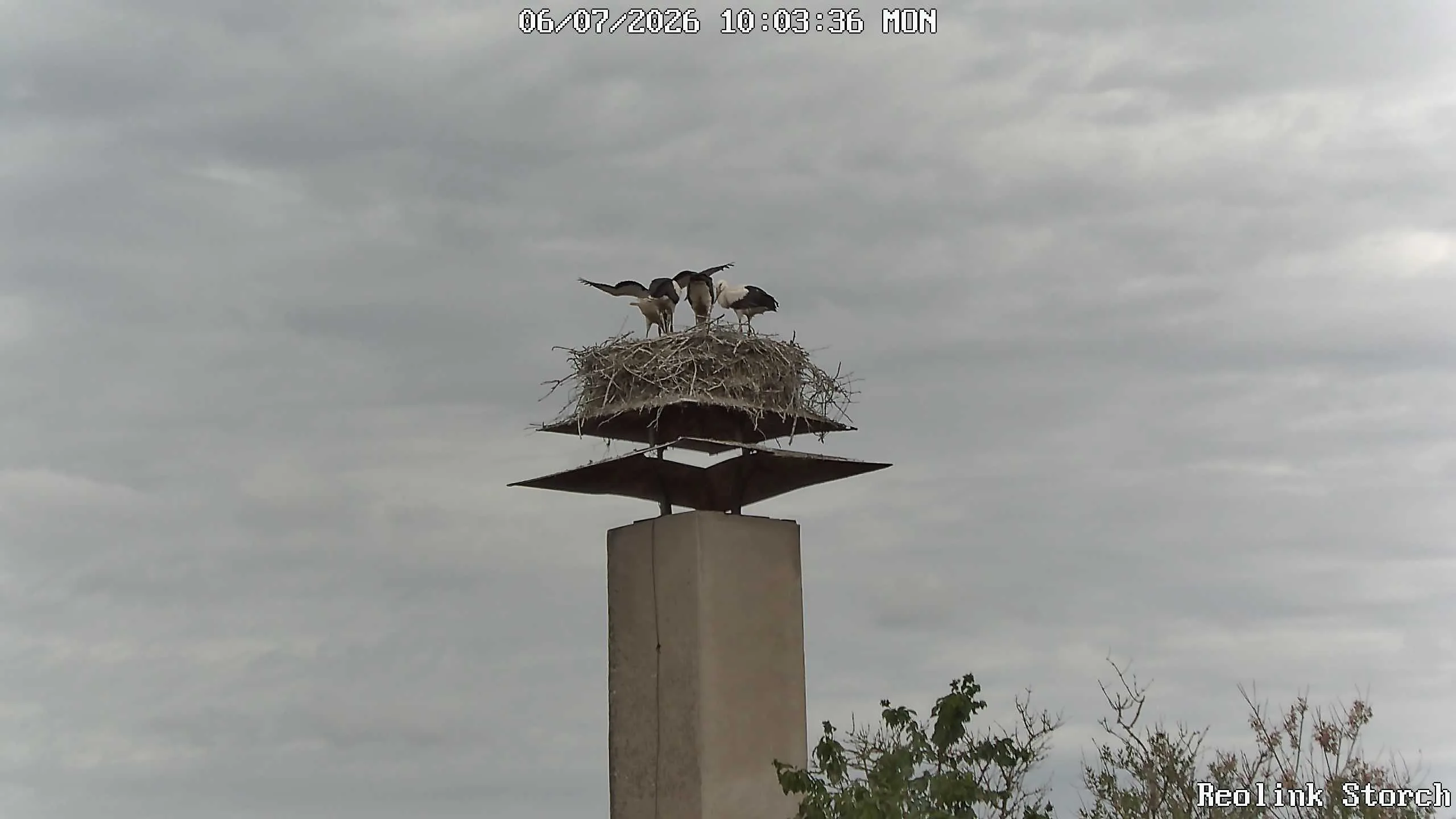 Storchencam Bild