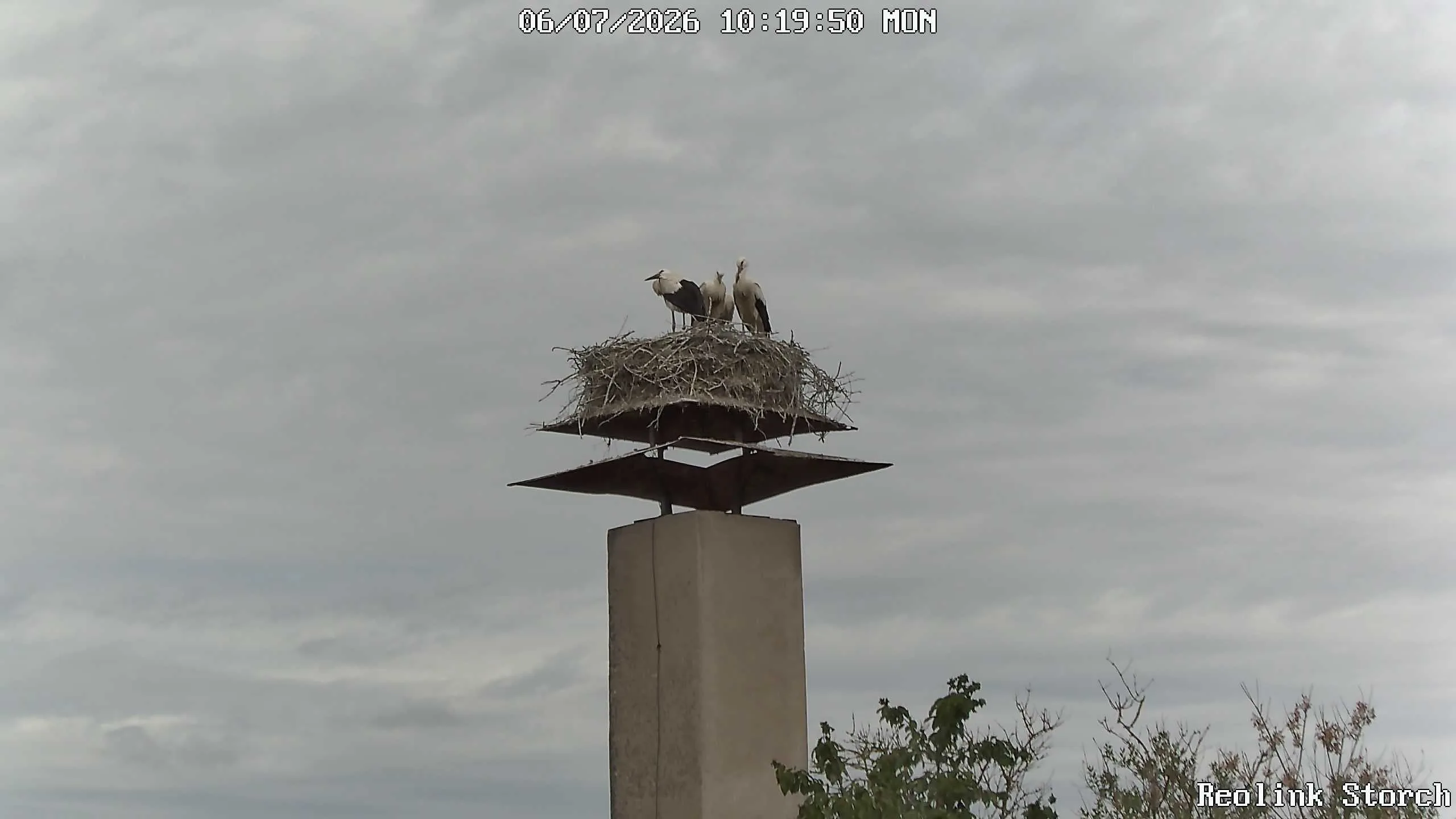 Storchencam Bild