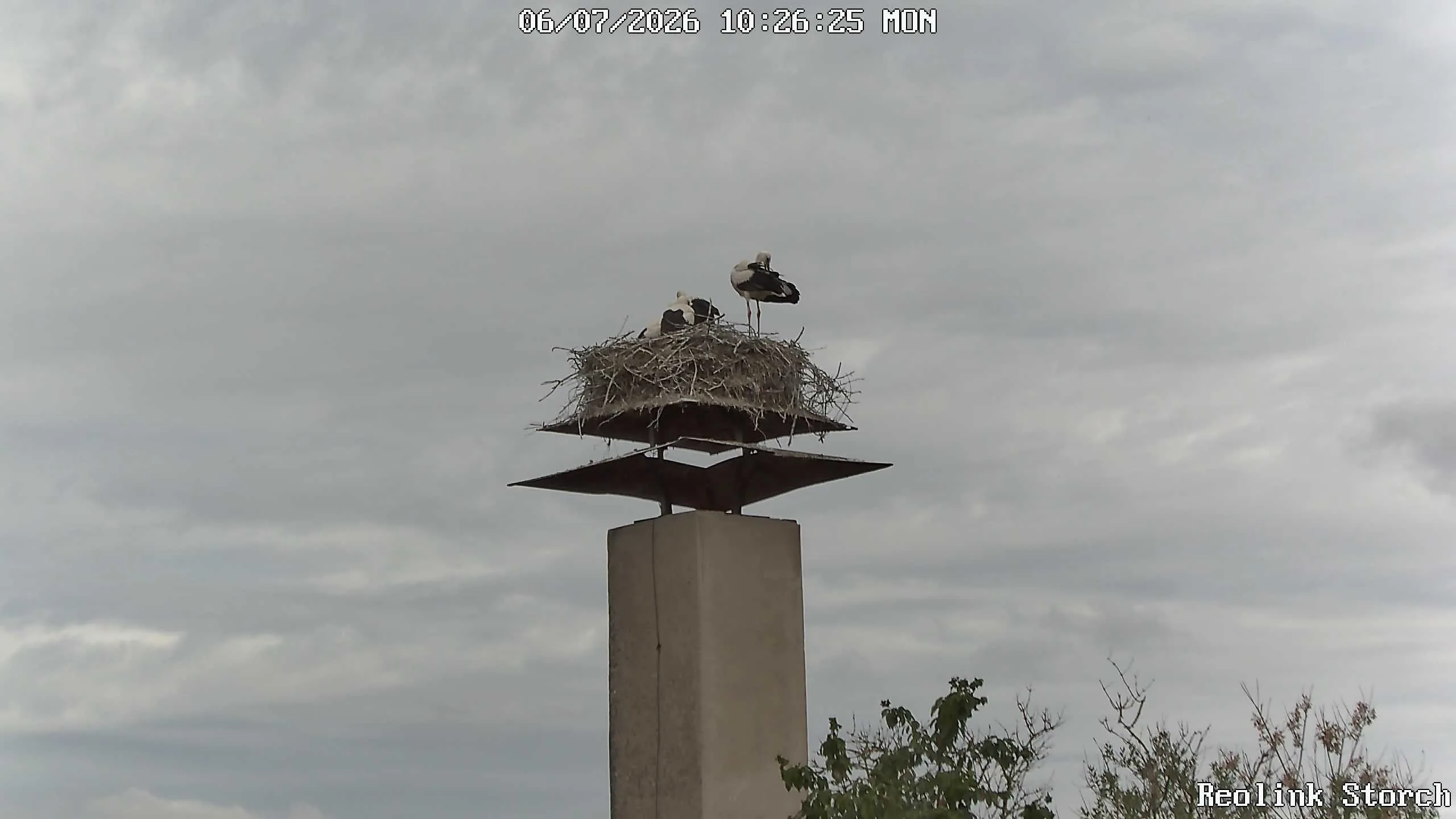 Storchencam Bild