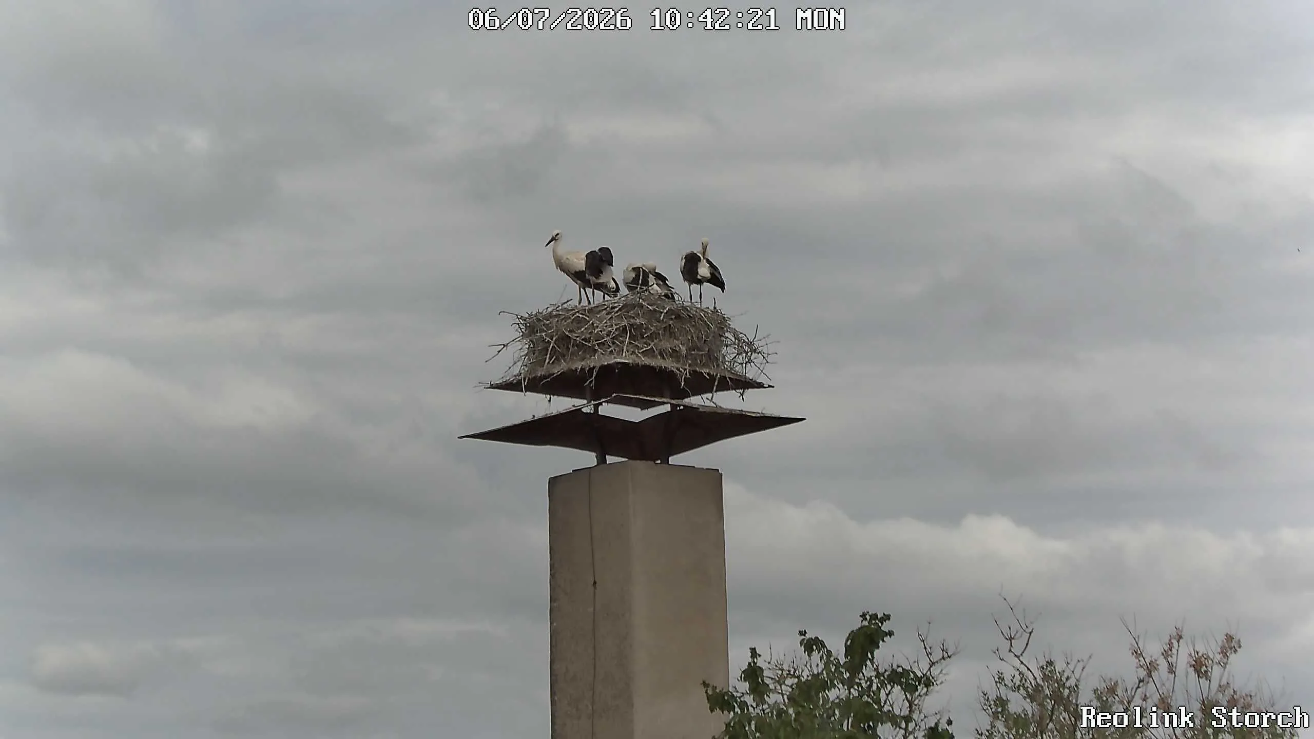 Storchencam Bild