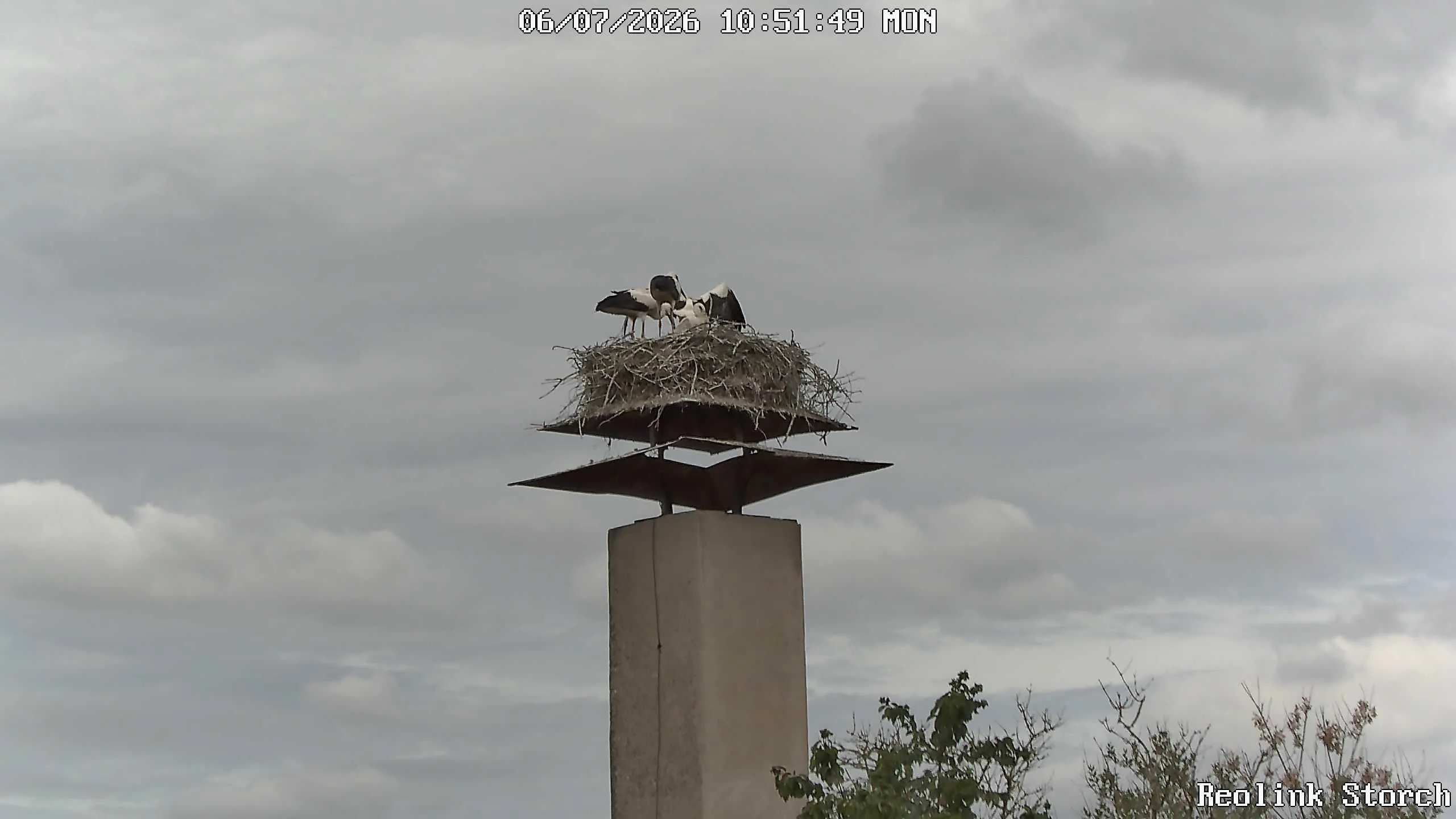 Storchencam Bild