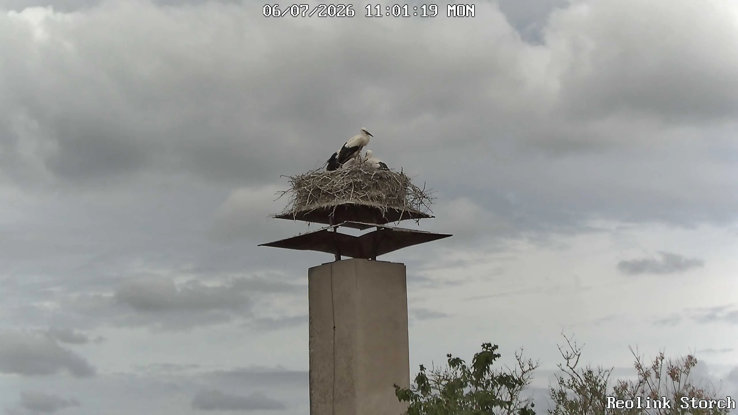 Storchencam Bild