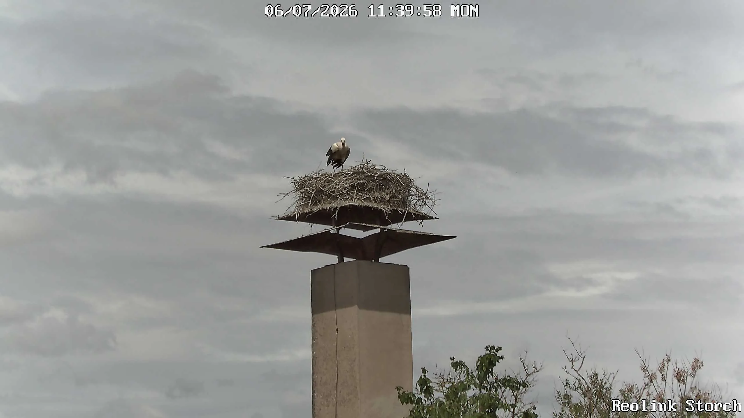 Storchencam Bild