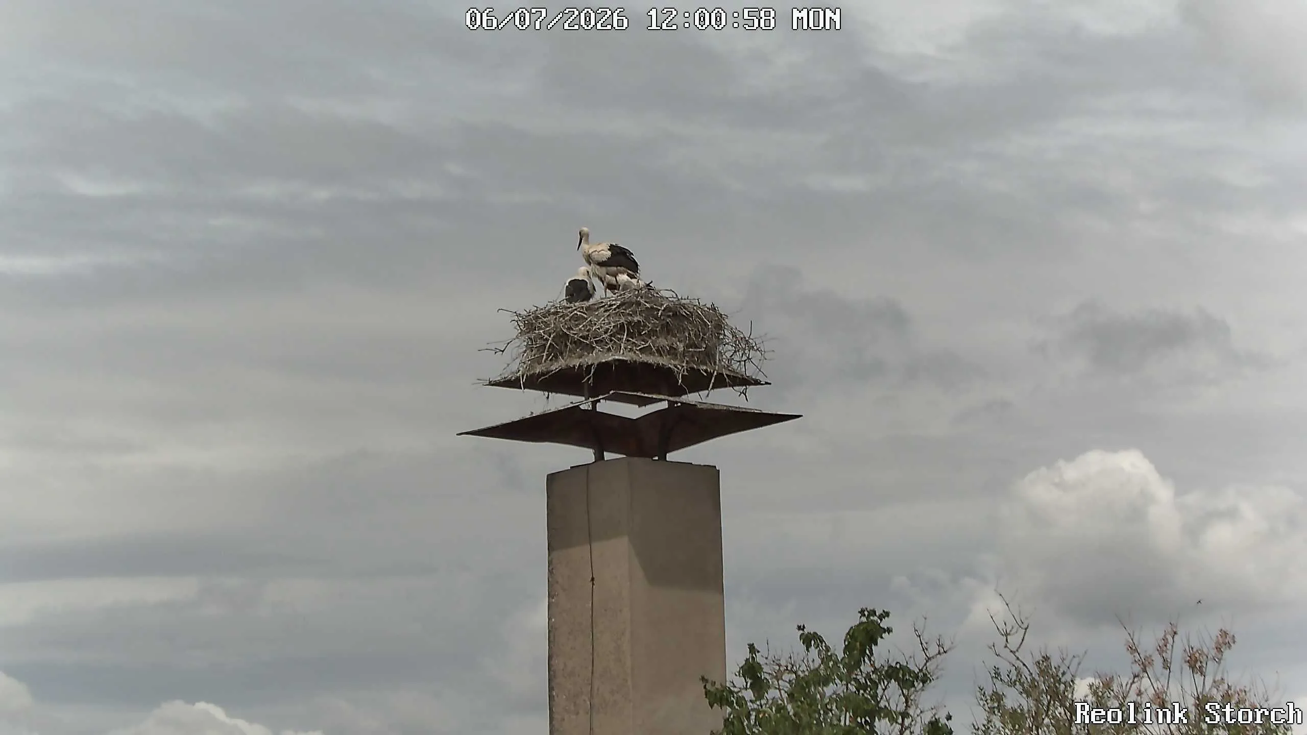 Storchencam Bild