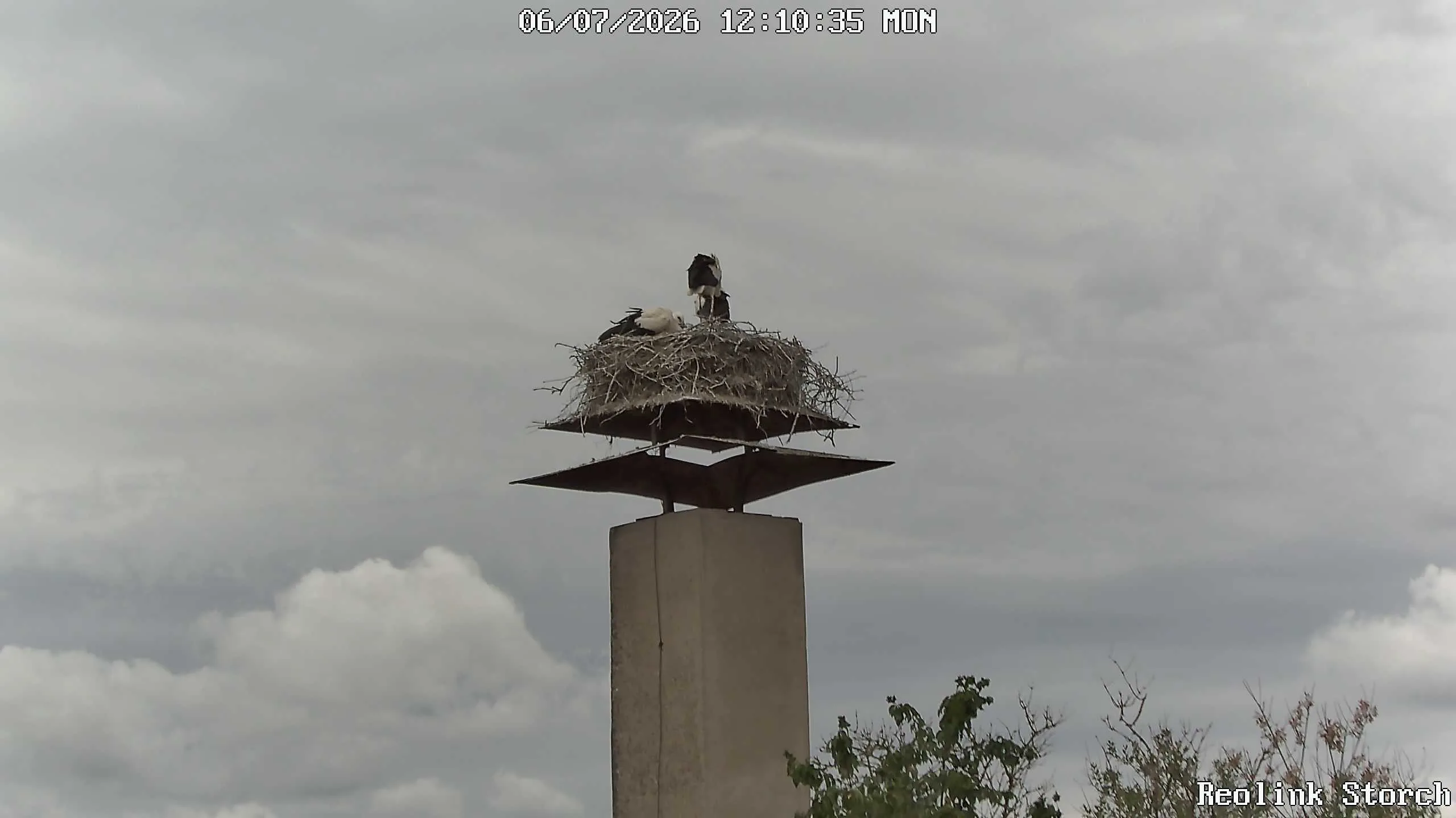 Storchencam Bild