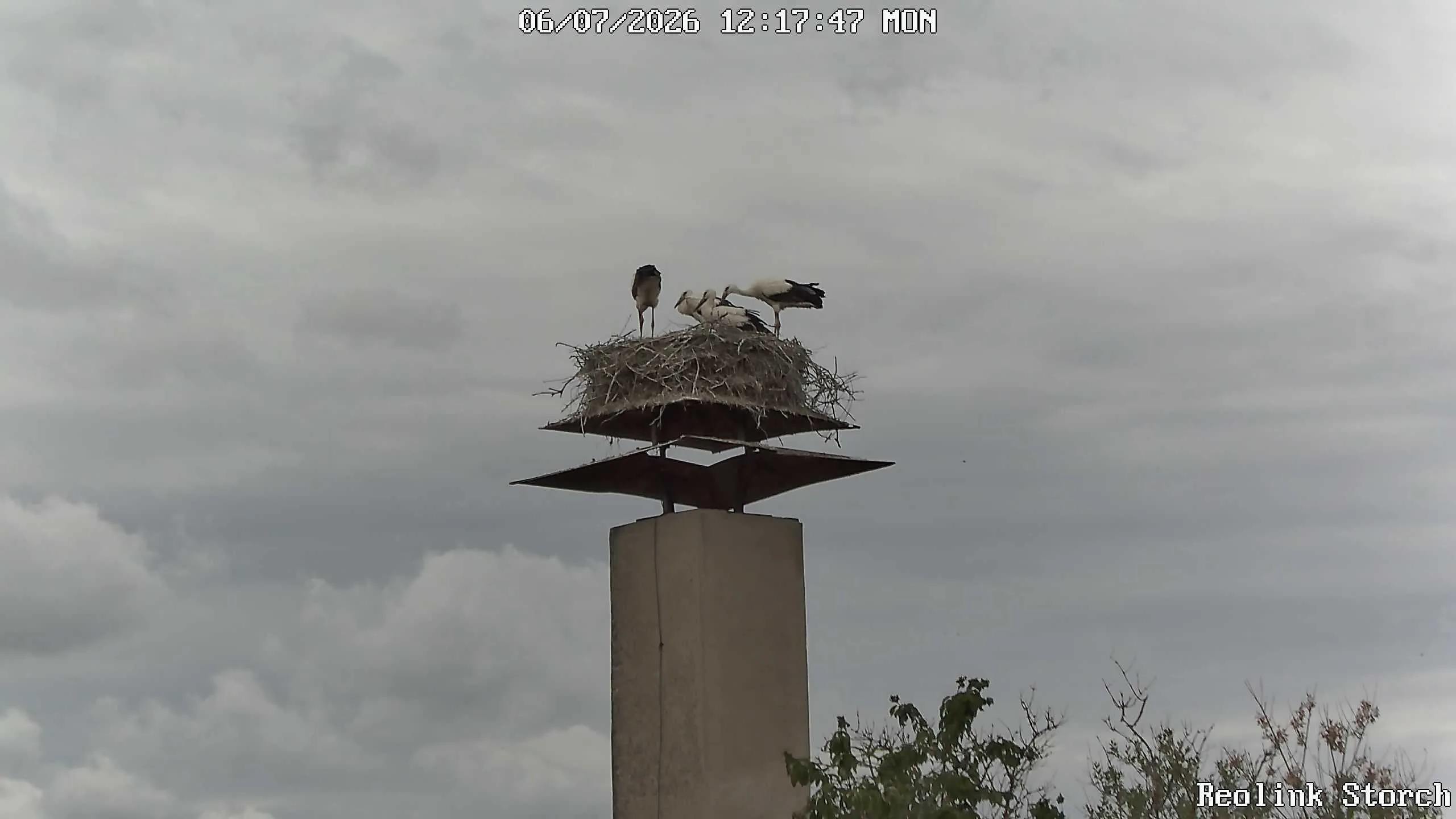 Storchencam Bild