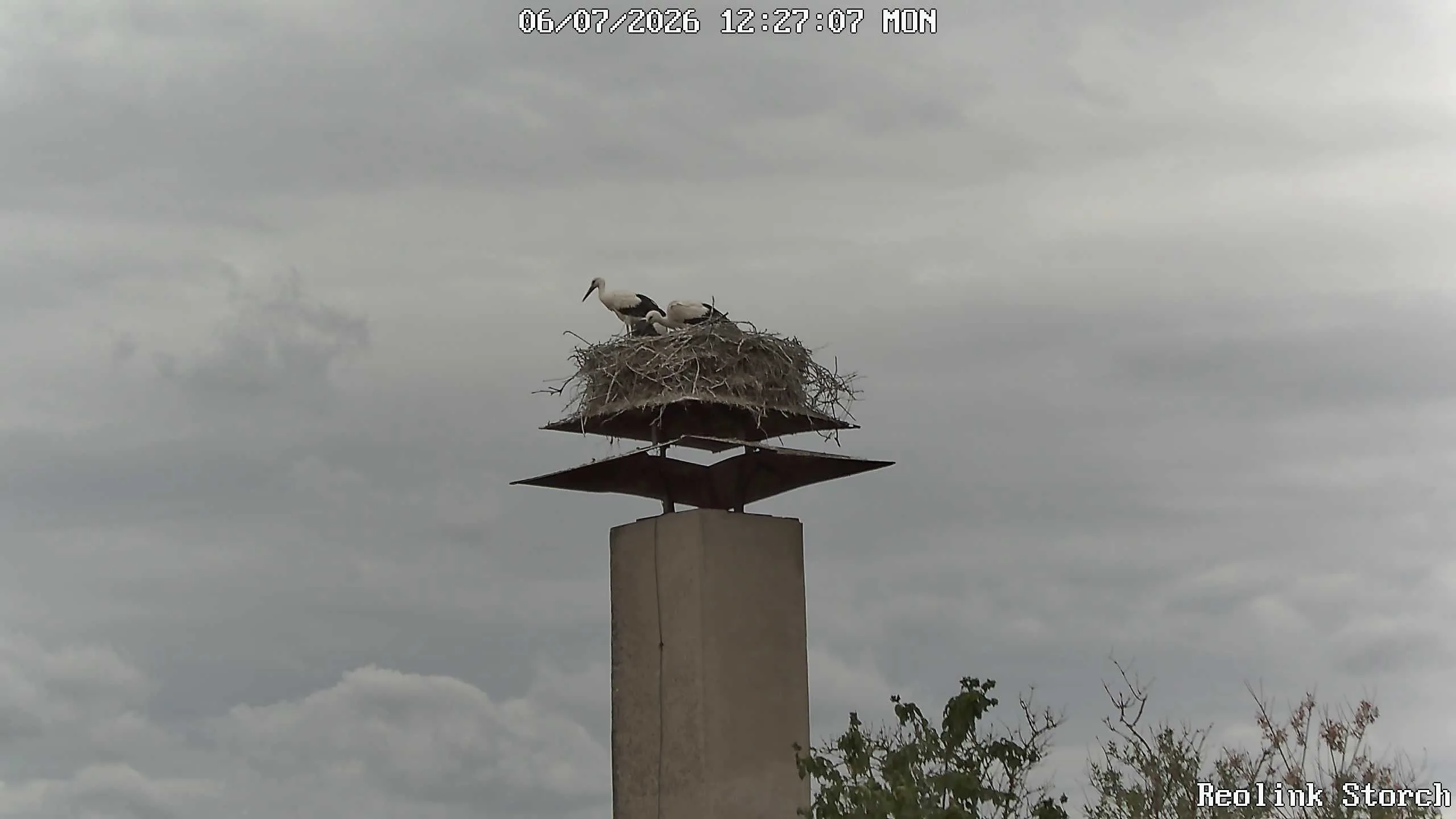 Storchencam Bild