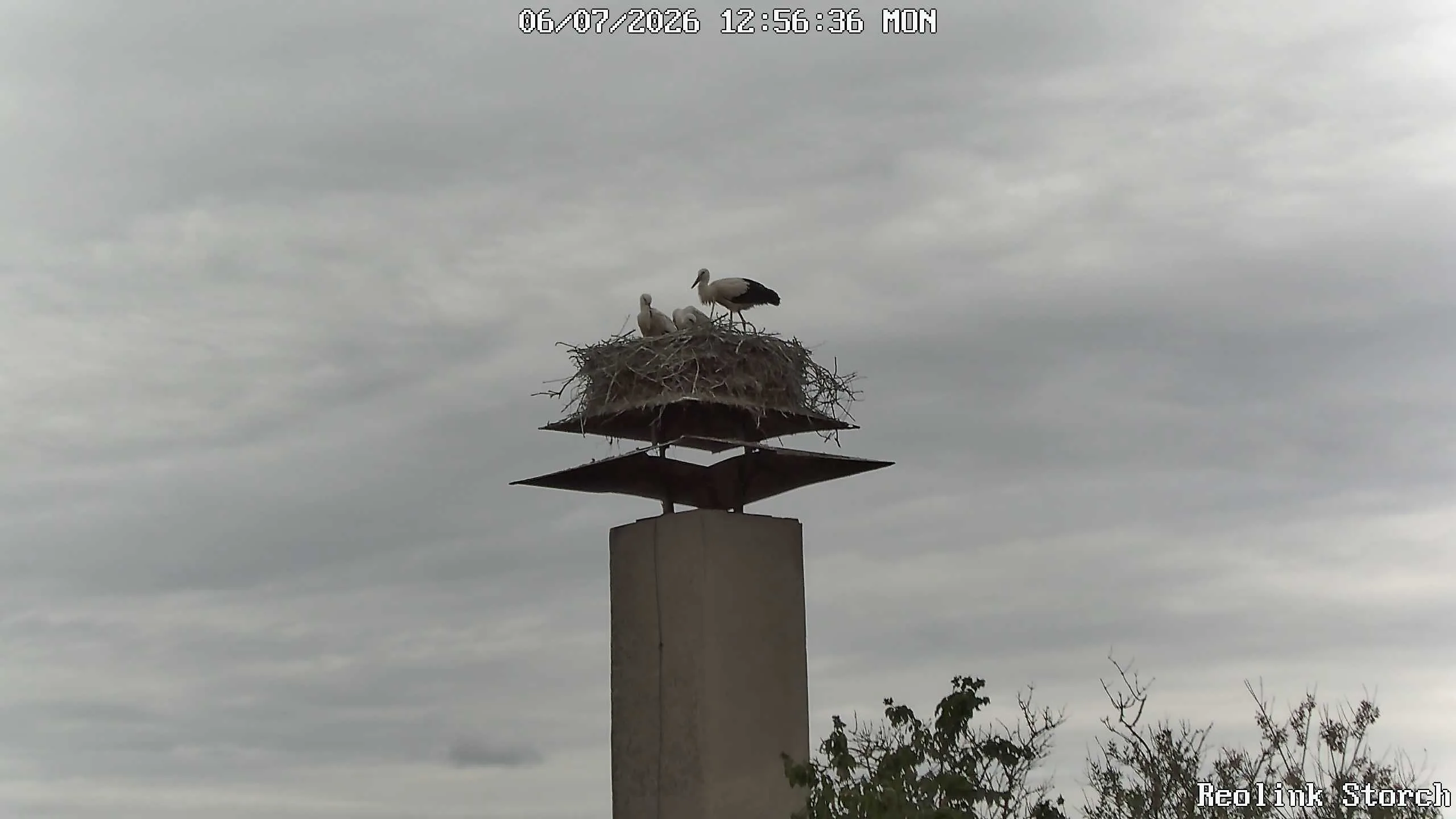 Storchencam Bild