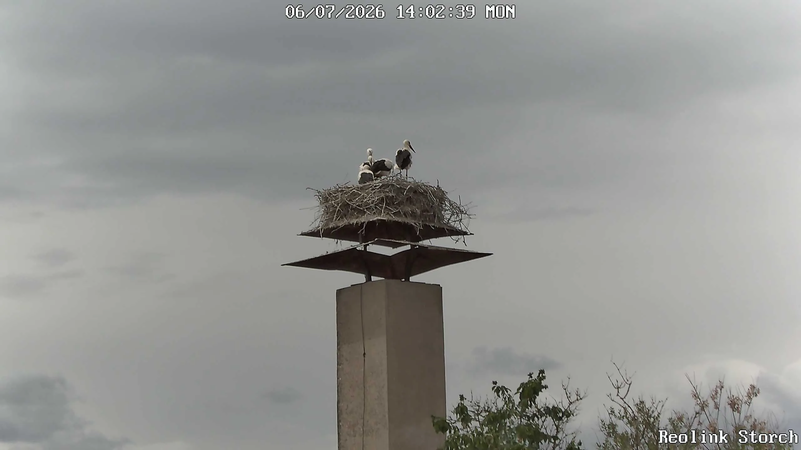 Storchencam Bild