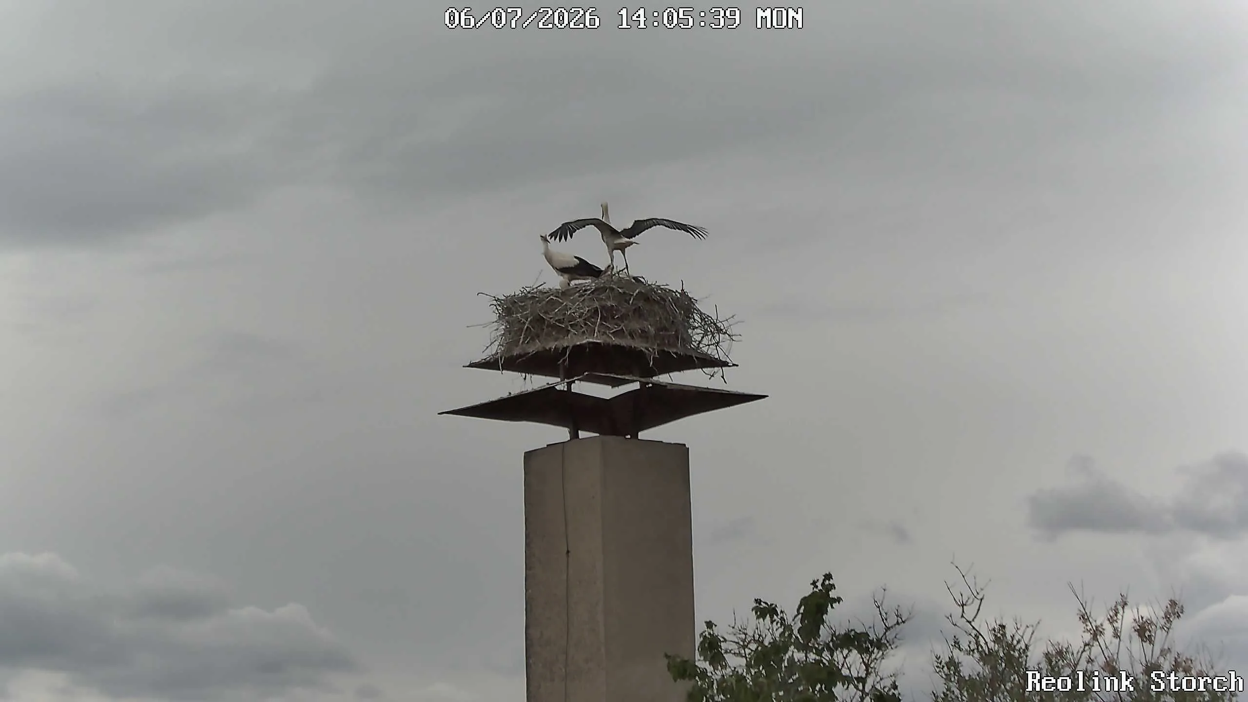 Storchencam Bild
