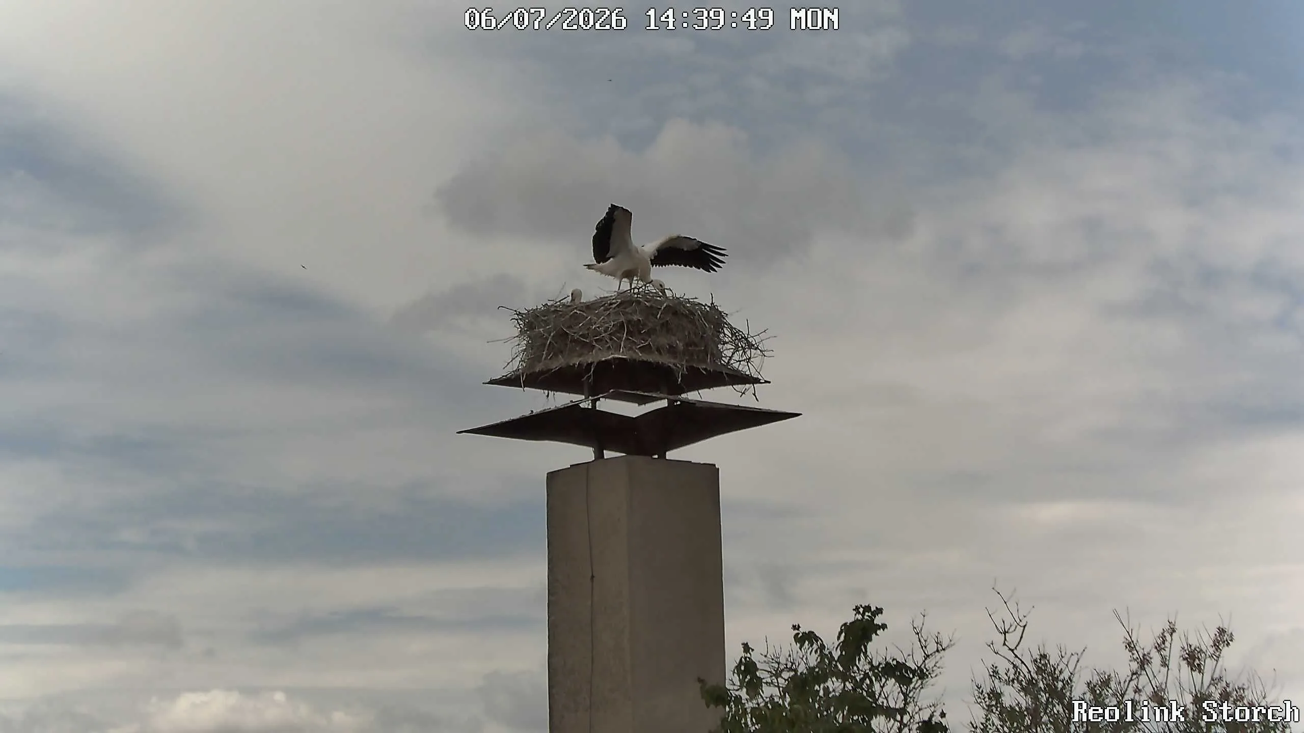 Storchencam Bild