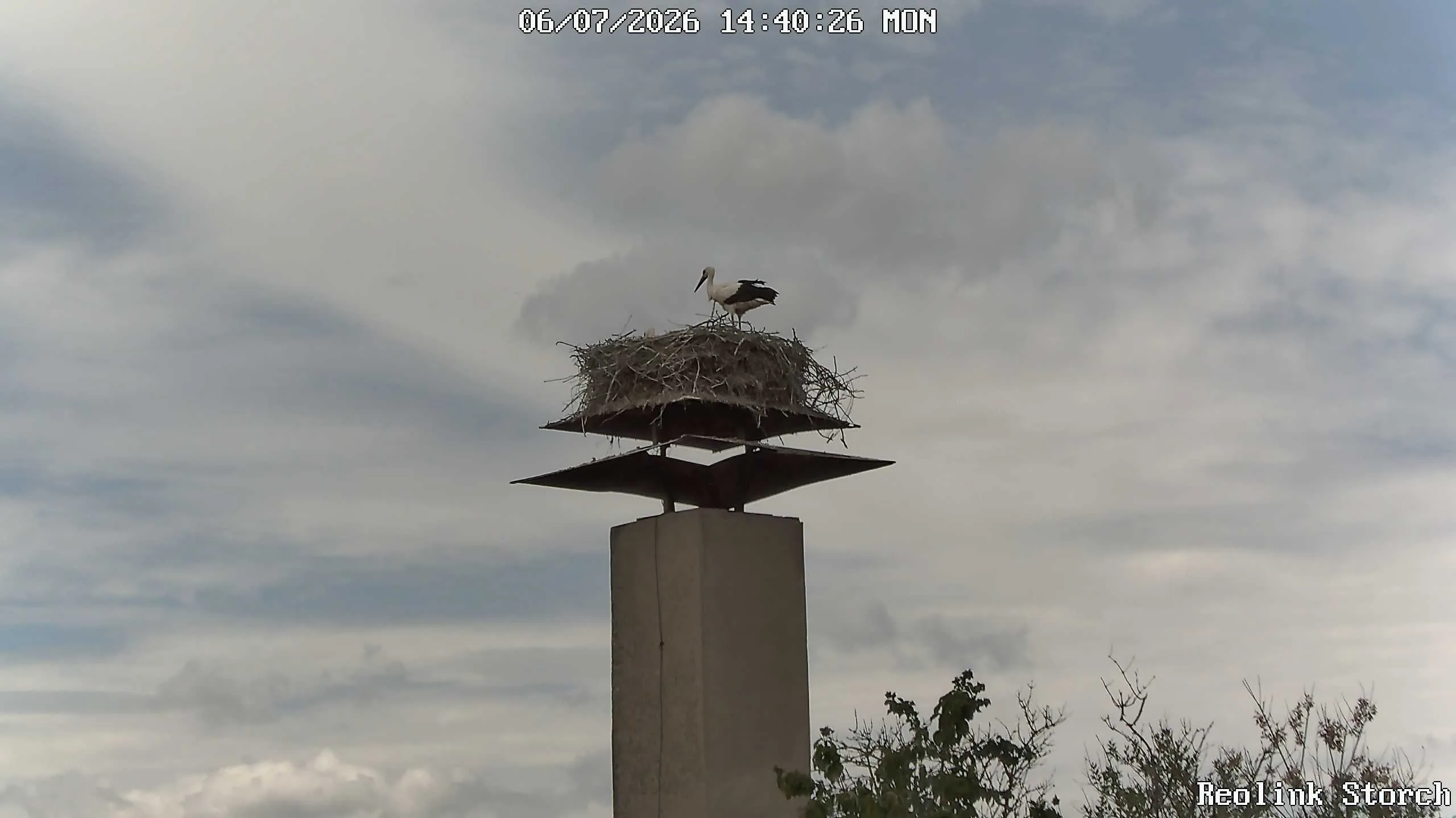 Storchencam Bild