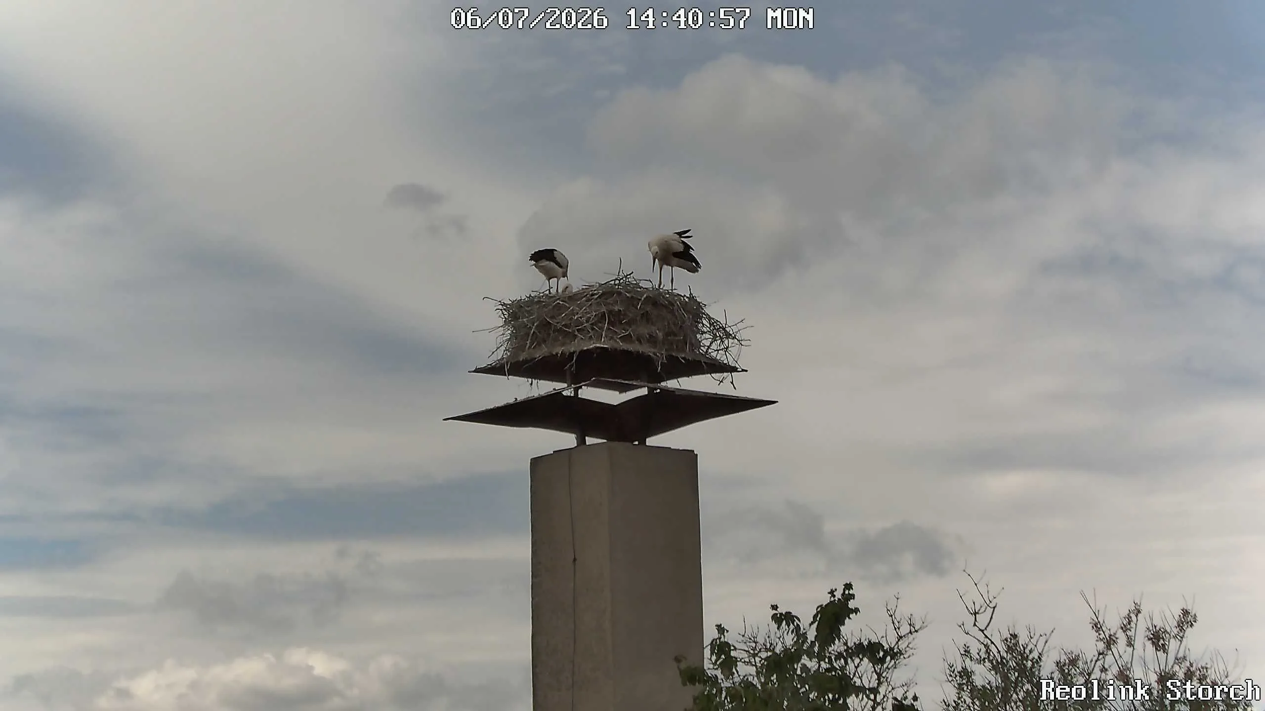 Storchencam Bild