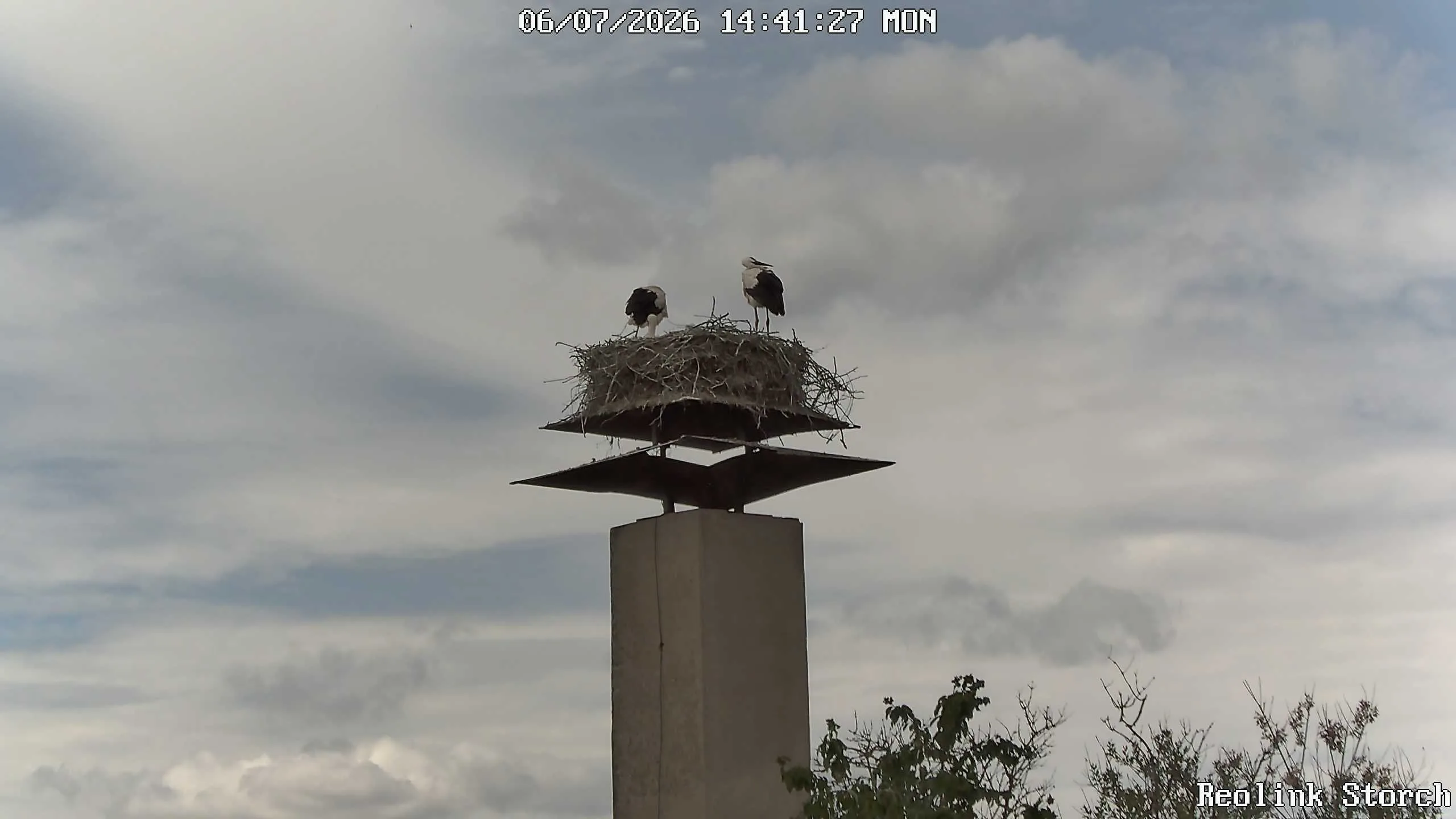 Storchencam Bild