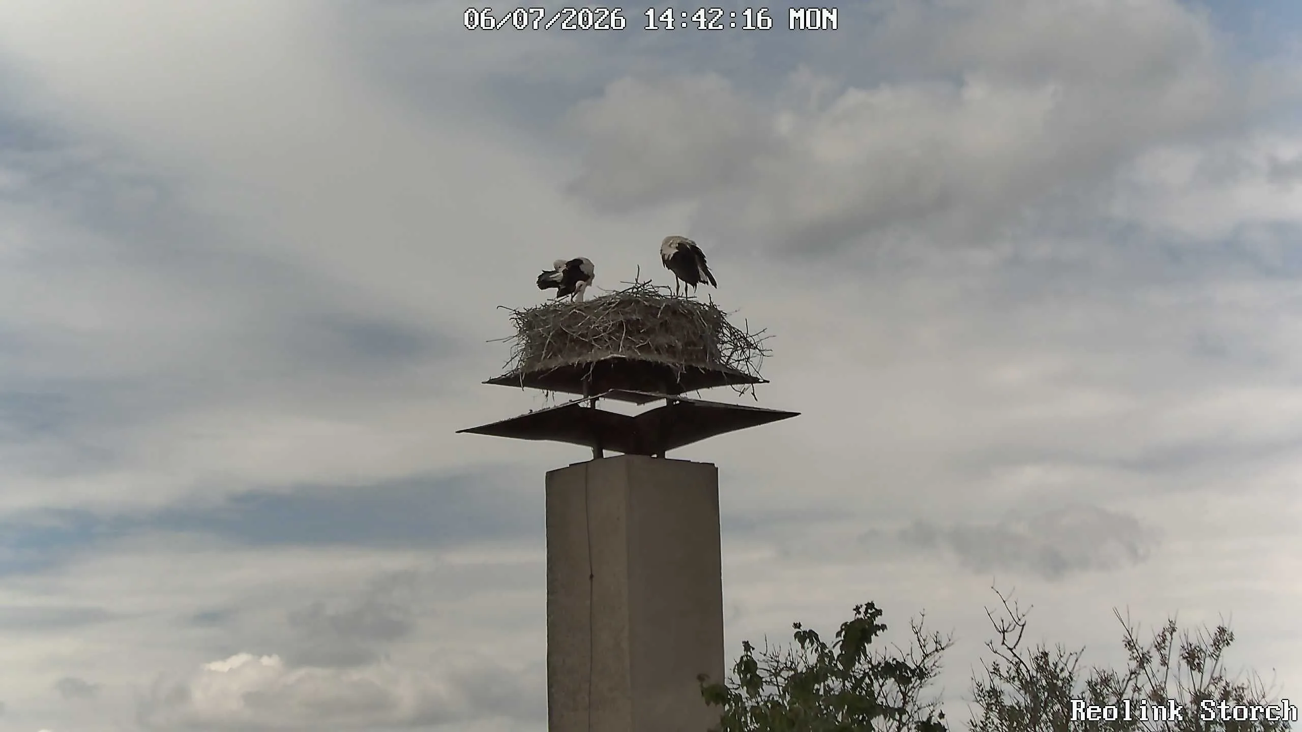 Storchencam Bild