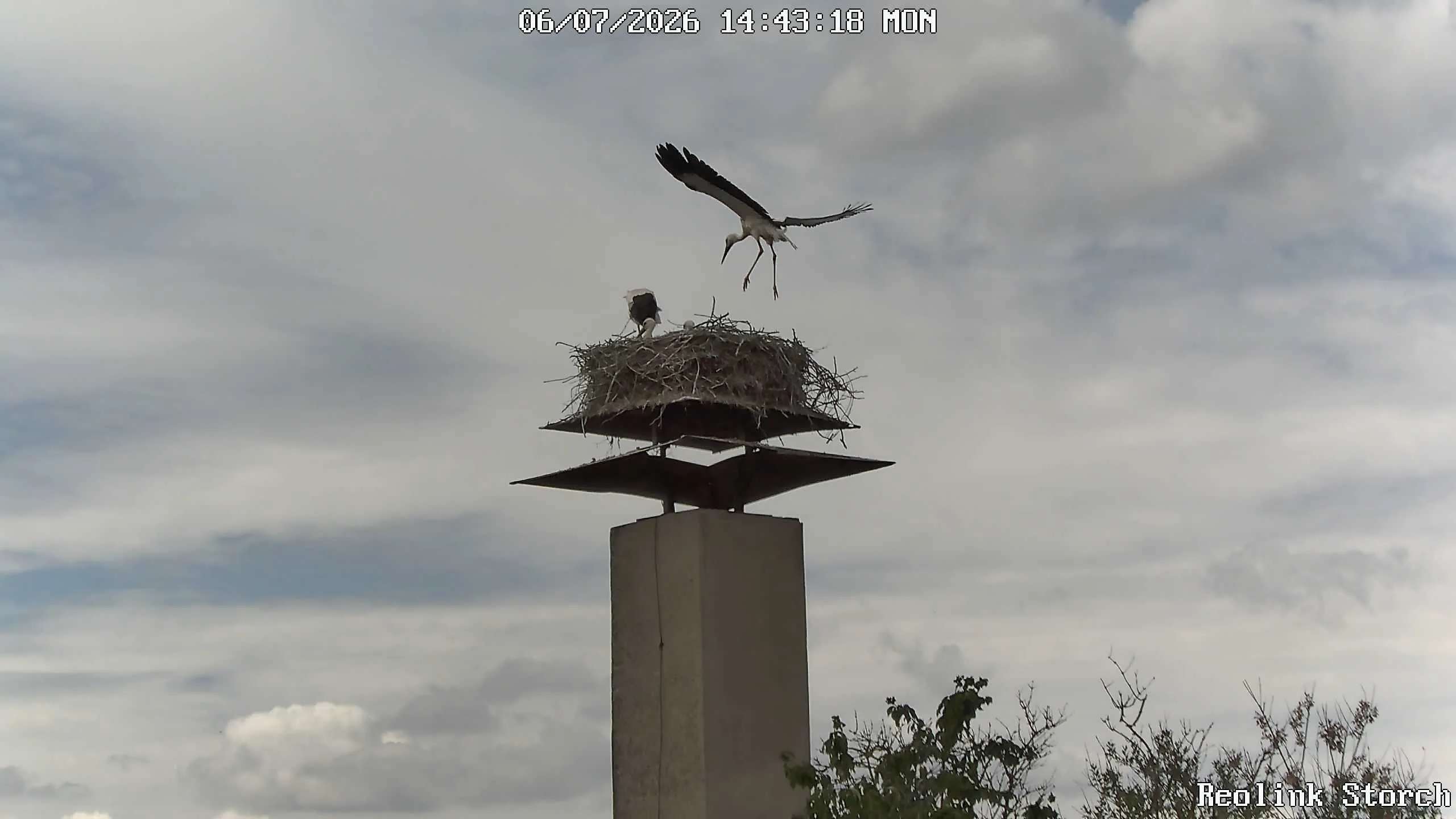 Storchencam Bild
