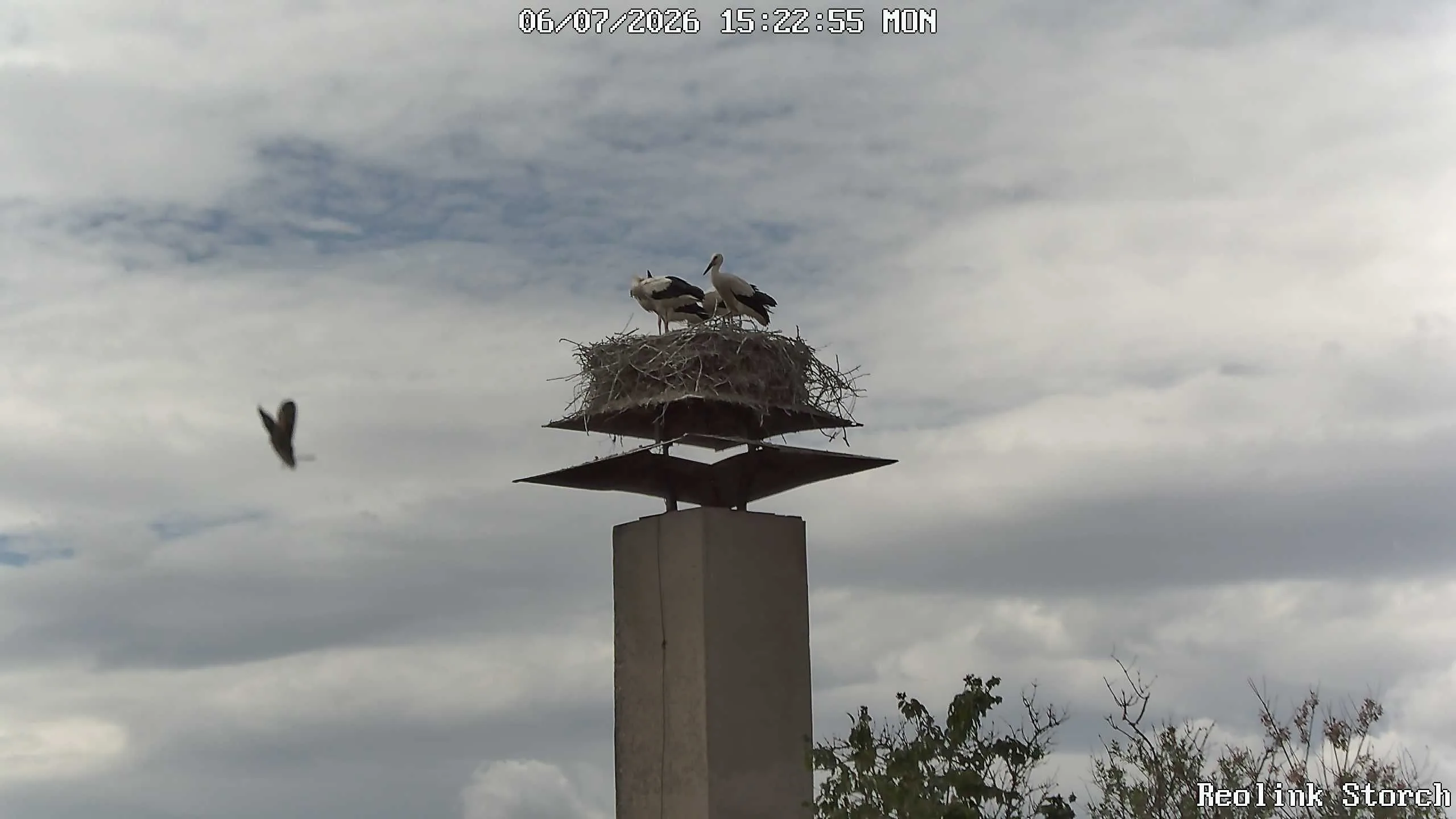 Storchencam Bild