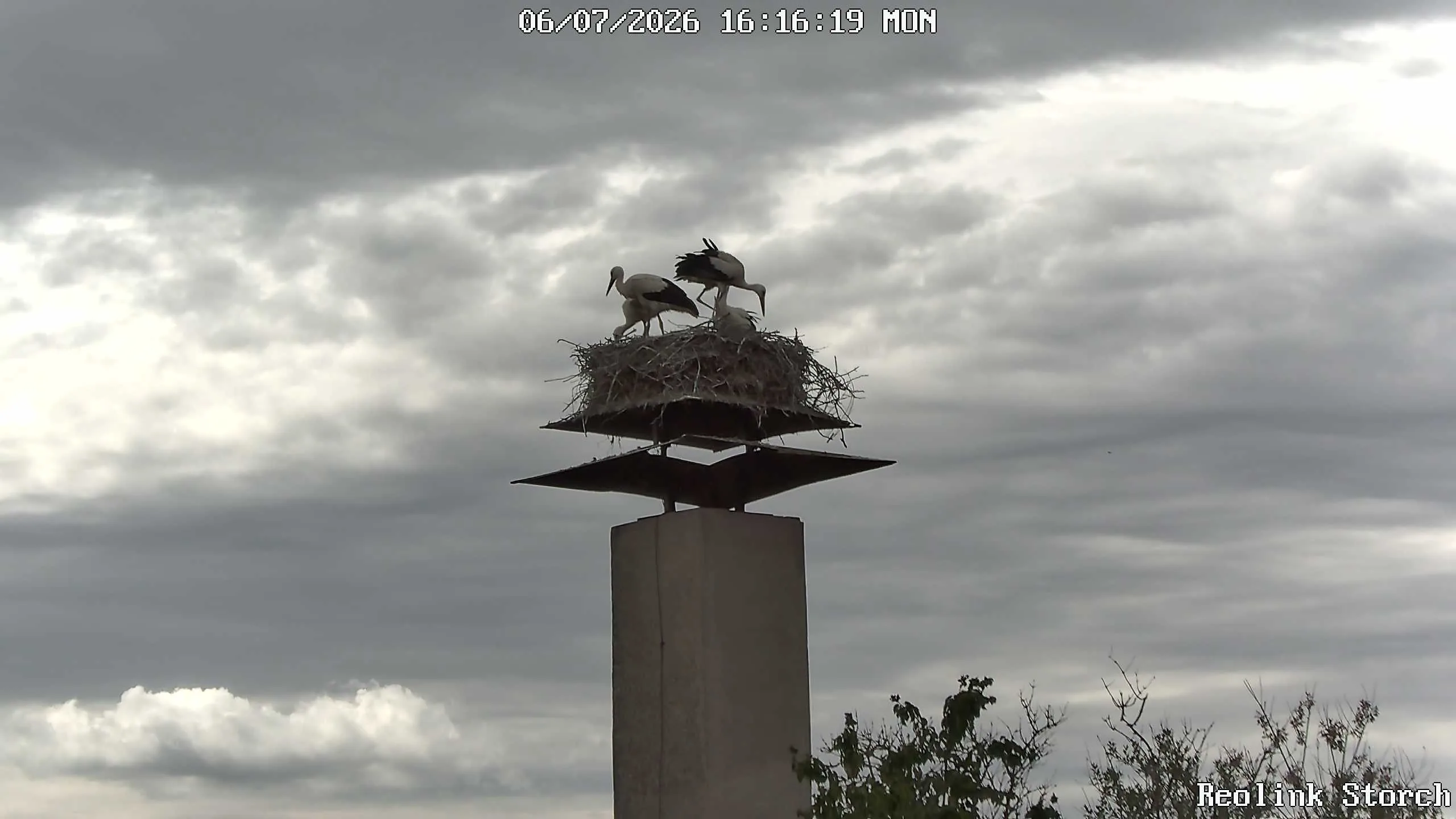 Storchencam Bild