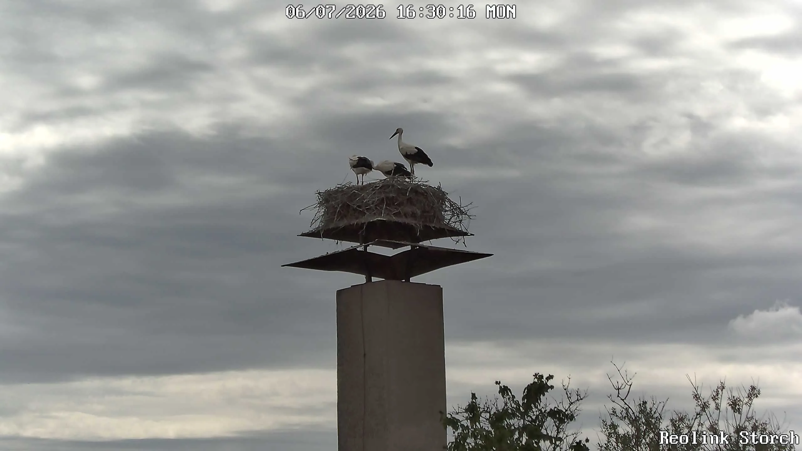 Storchencam Bild