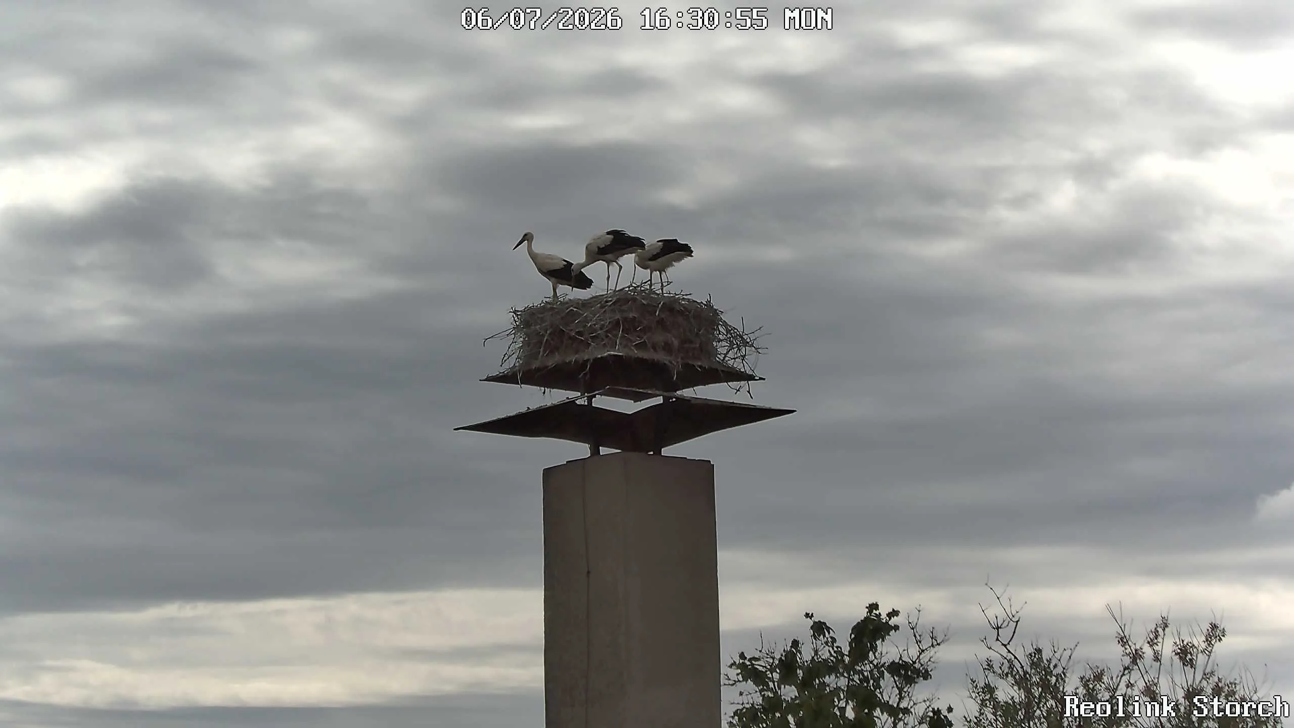 Storchencam Bild