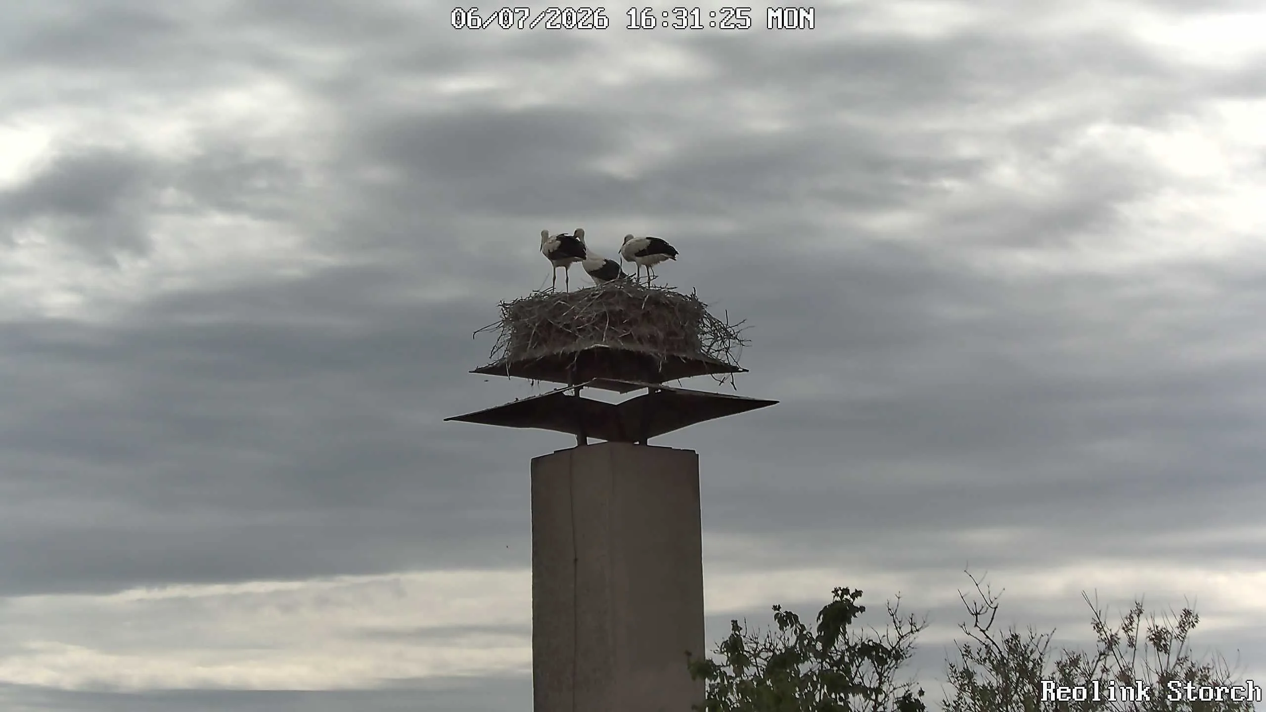 Storchencam Bild