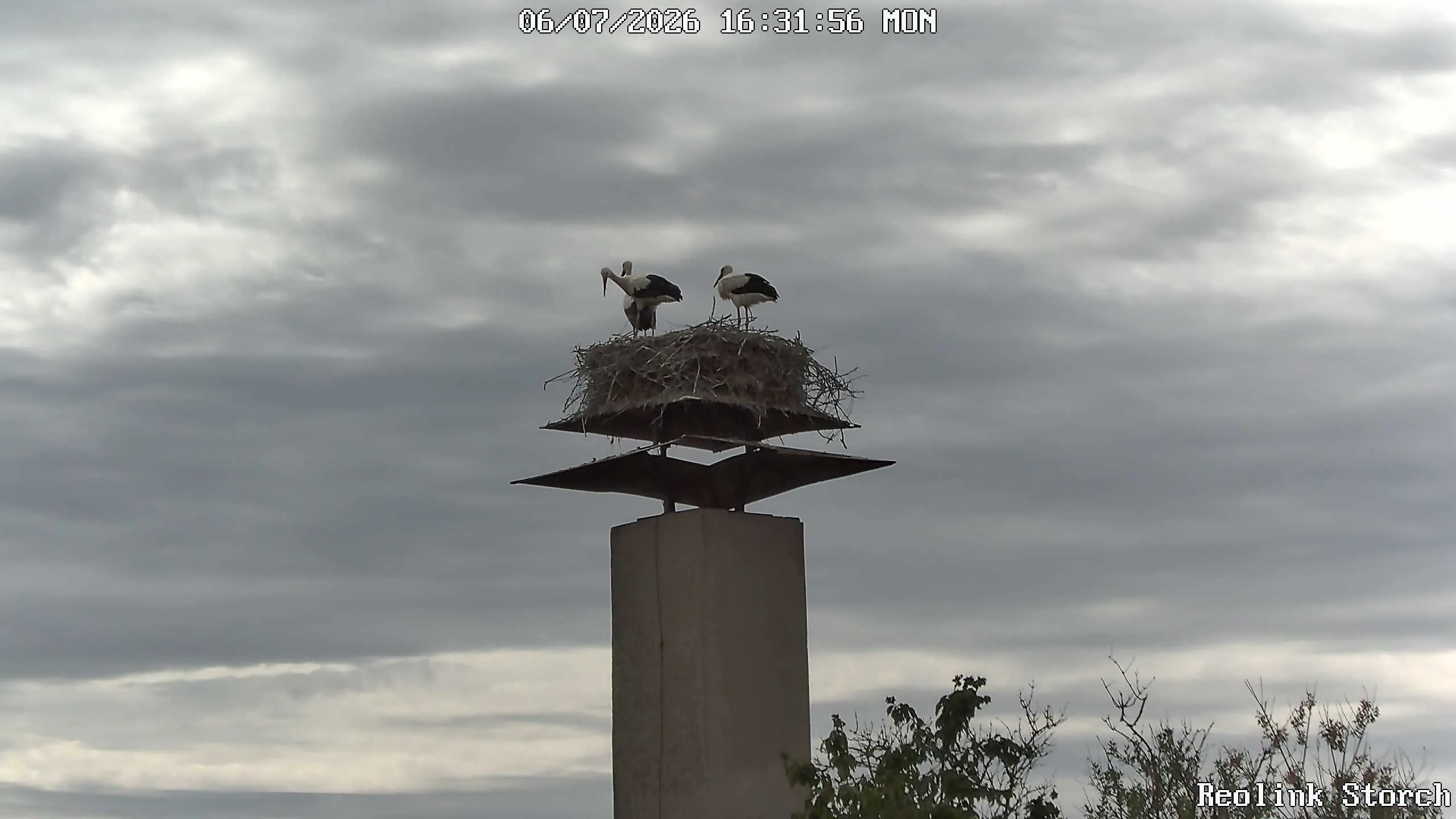 Storchencam Bild