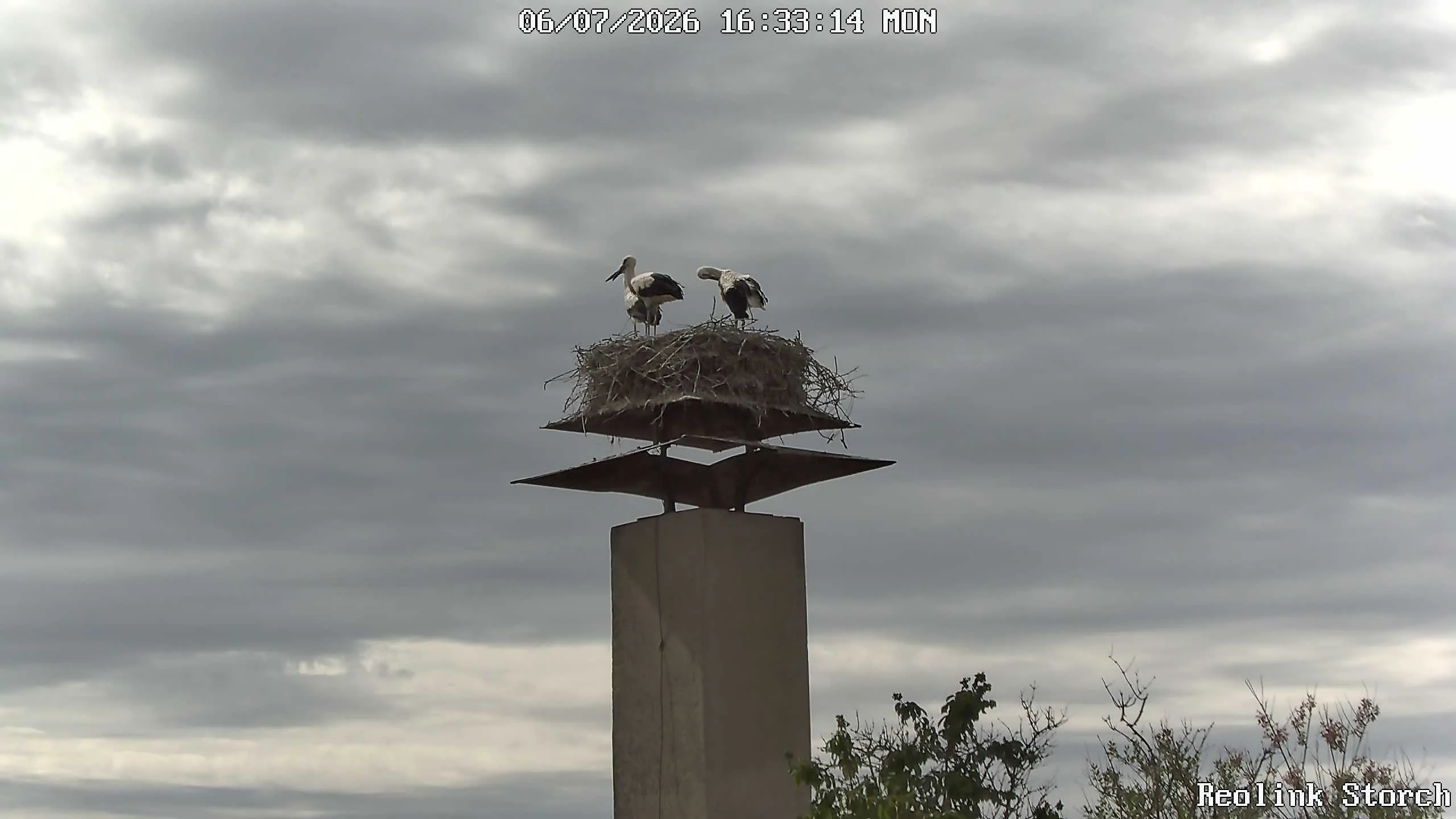 Storchencam Bild