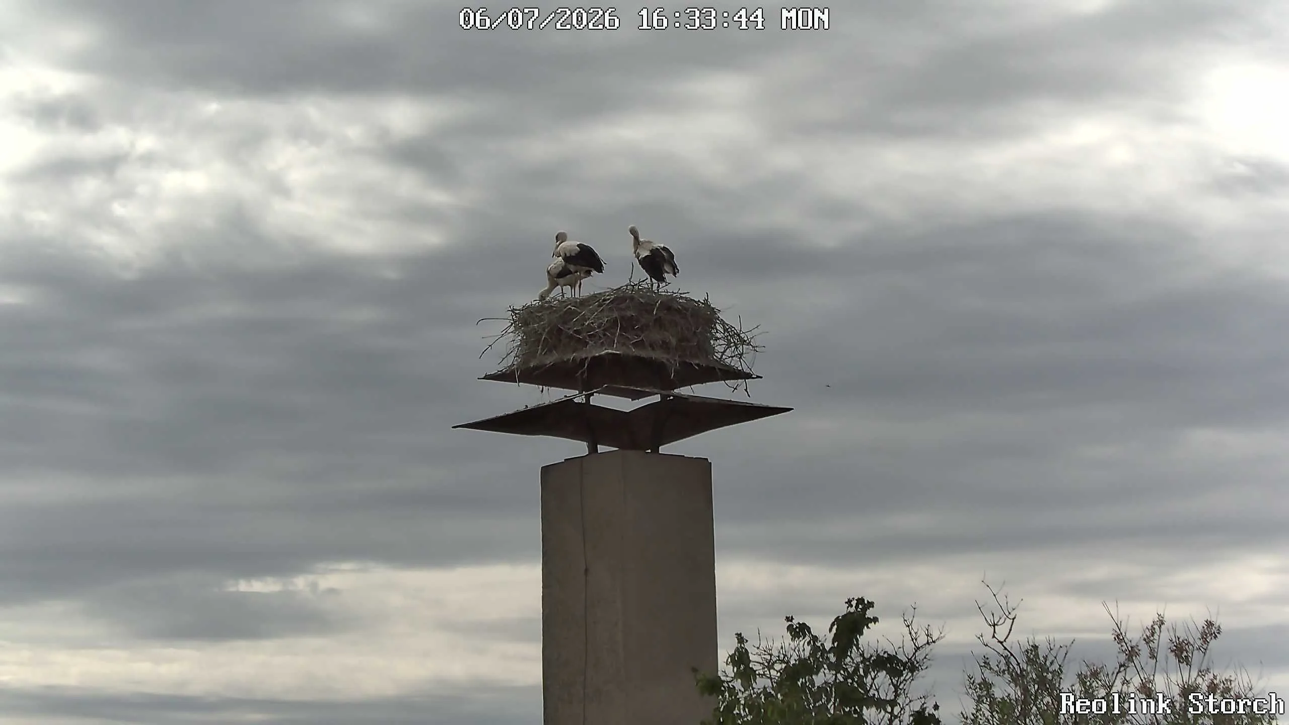 Storchencam Bild