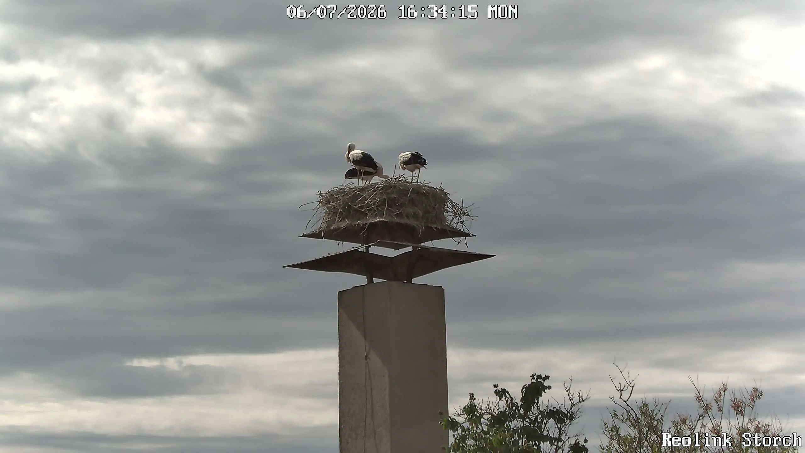 Storchencam Bild