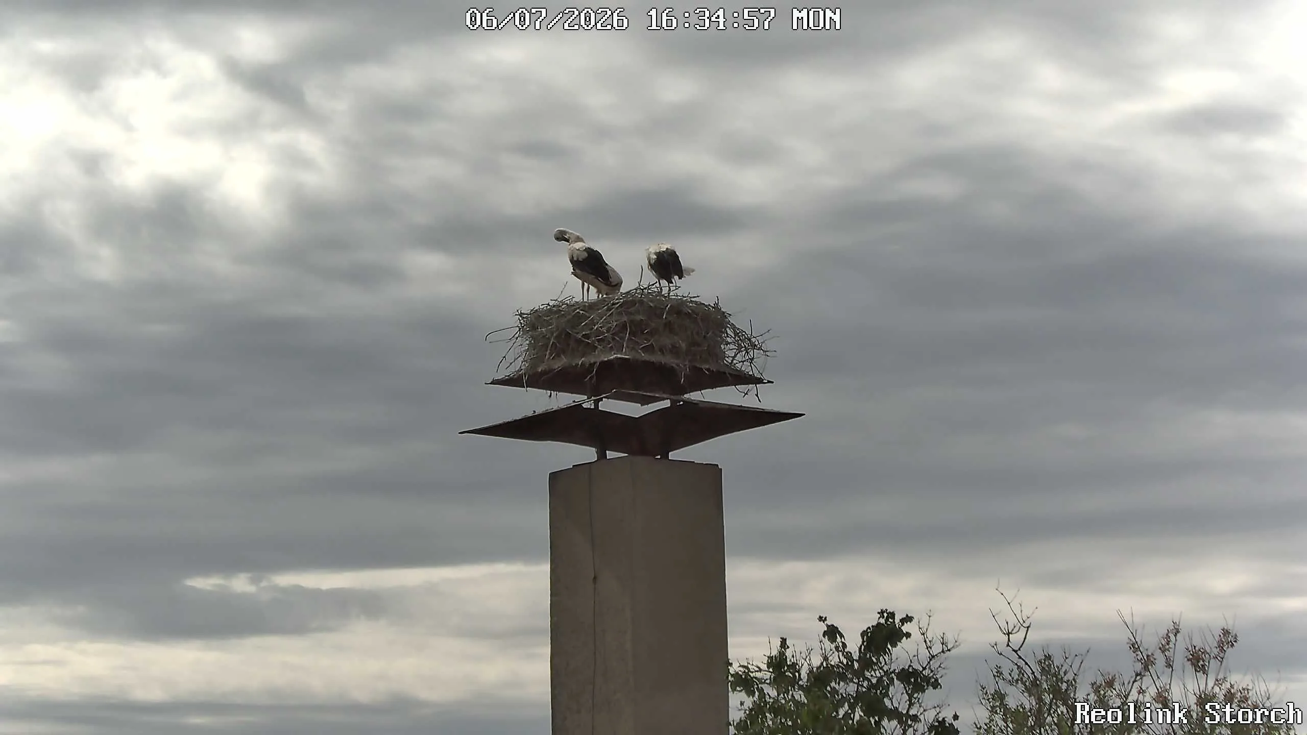Storchencam Bild
