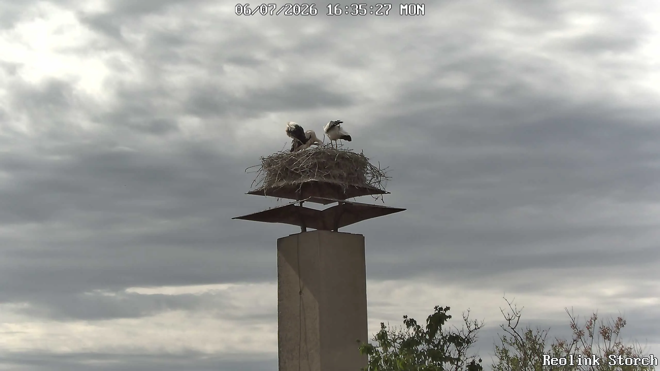 Storchencam Bild