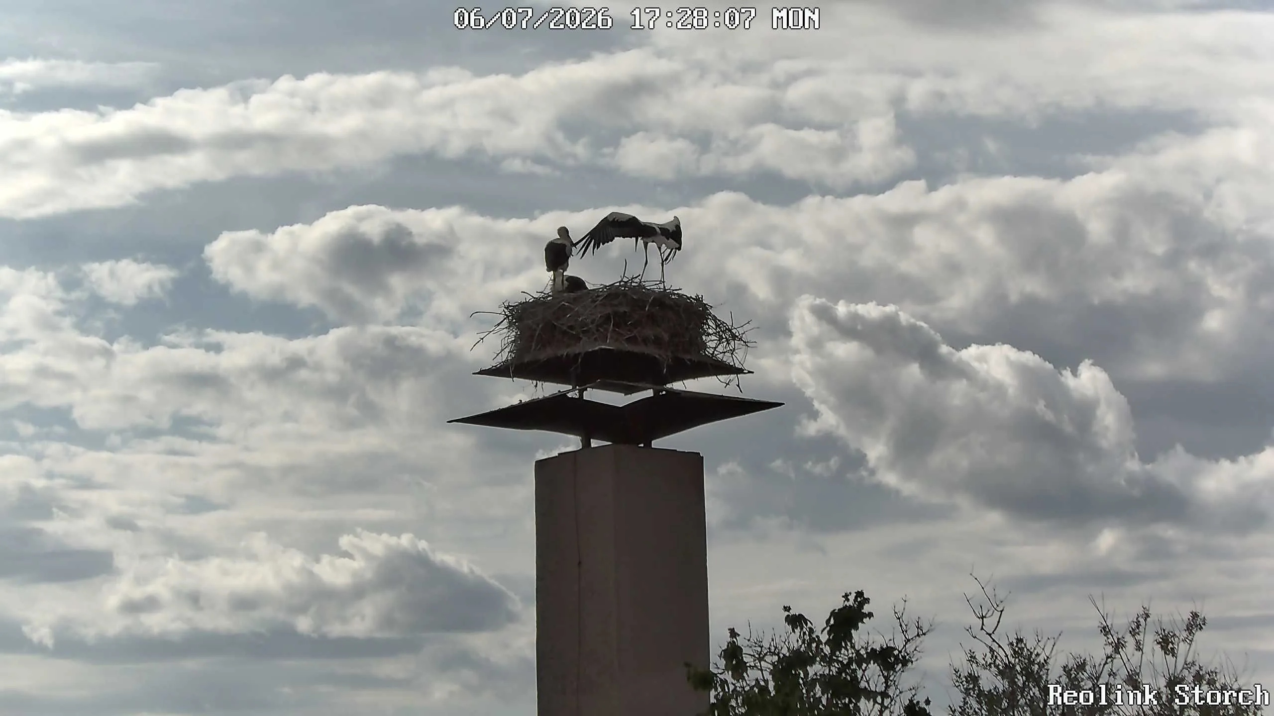 Storchencam Bild