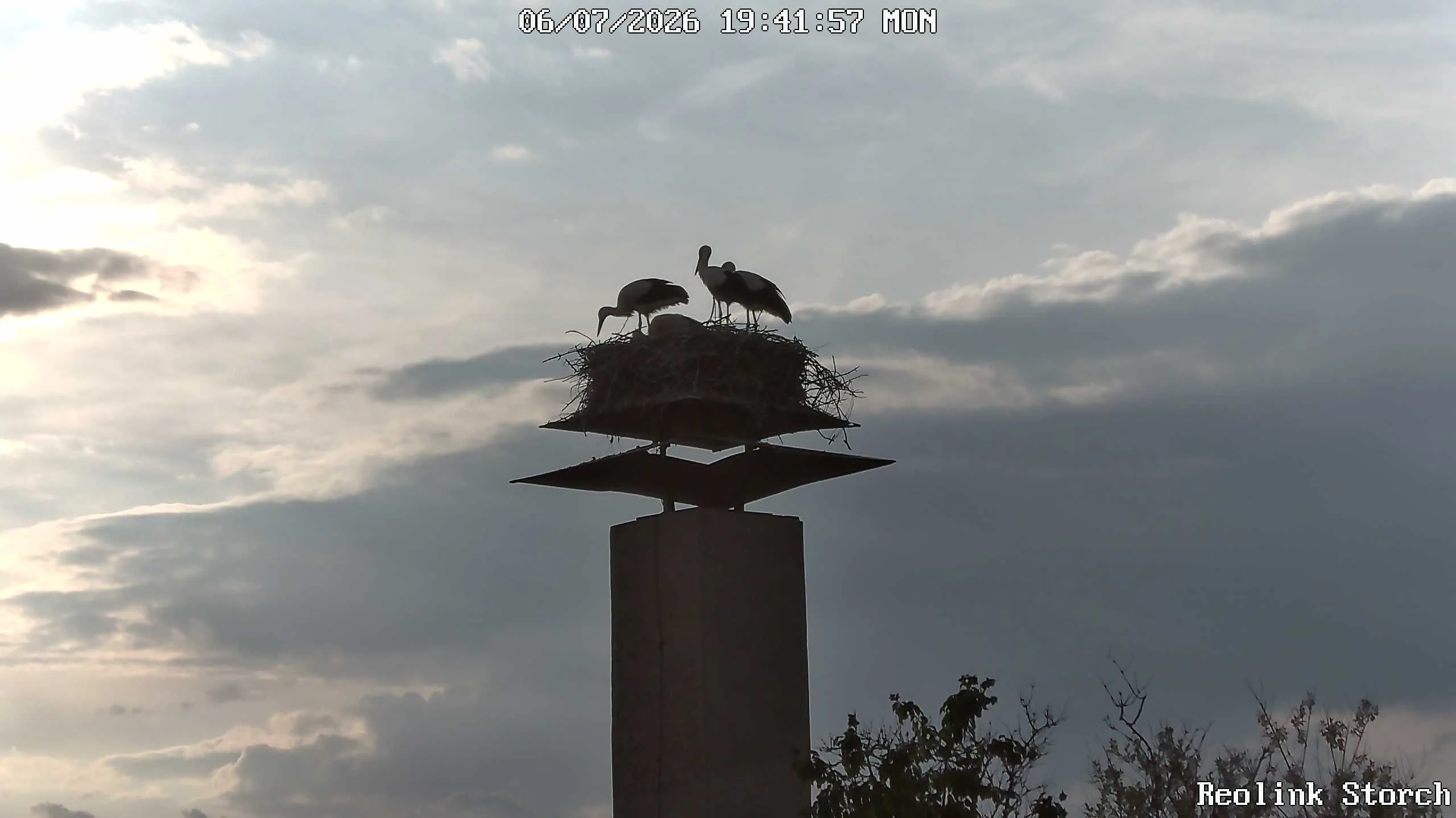 Storchencam Bild