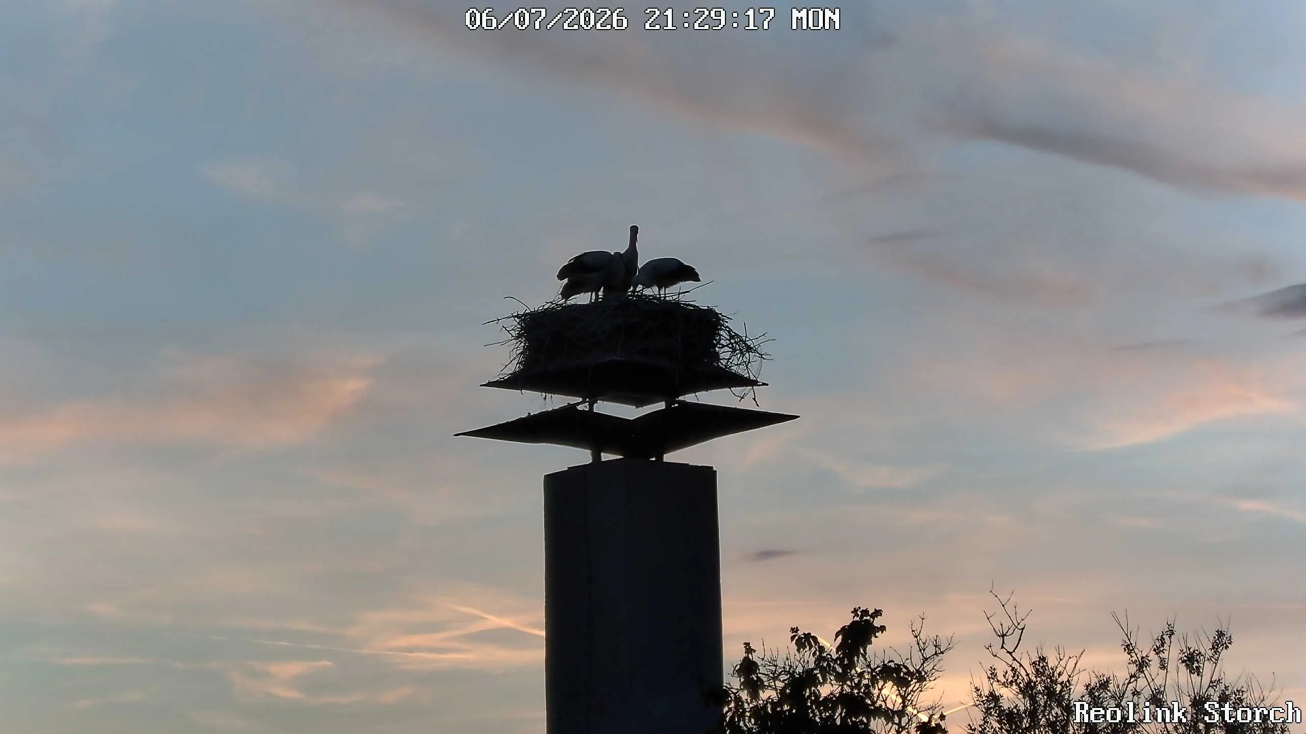 Storchencam Bild
